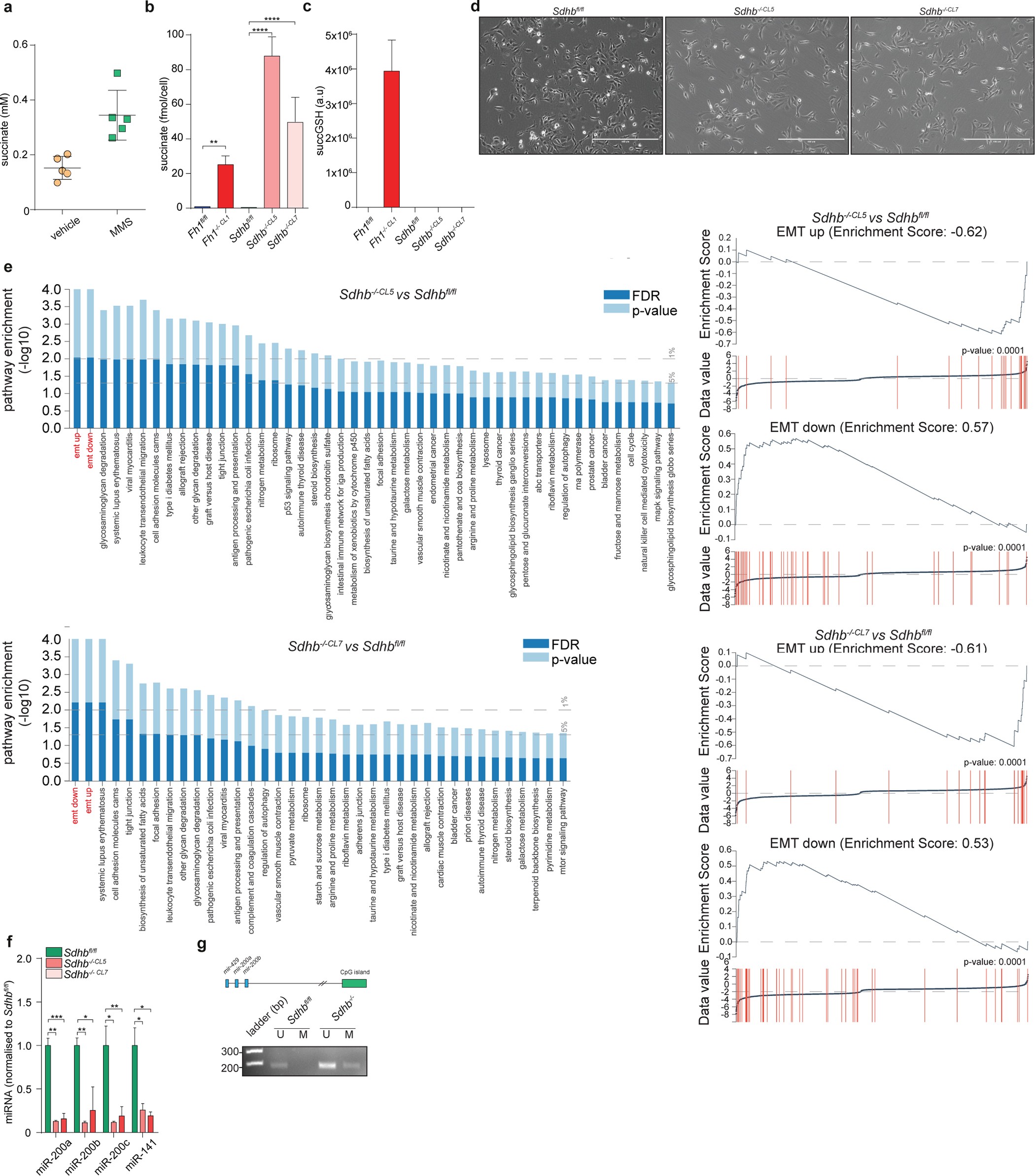 Extended Data Figure 9: Succinate triggers EMT in Sdhb-deficient cells.