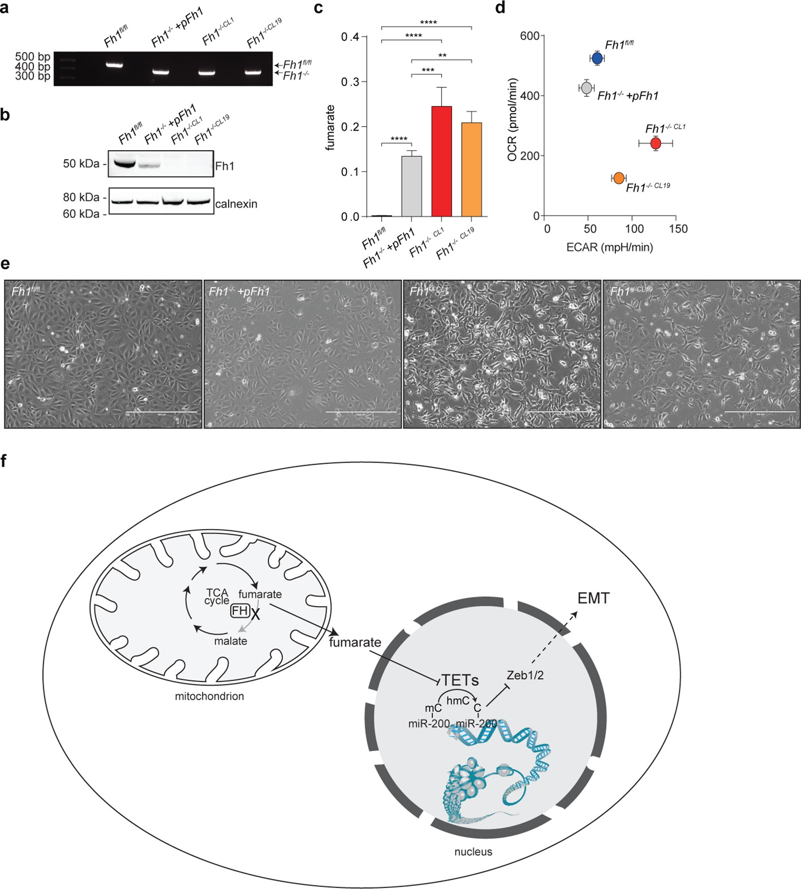 Extended Data Figure 1: Characterization of Fh1-deficient and Fh1-rescued cells.