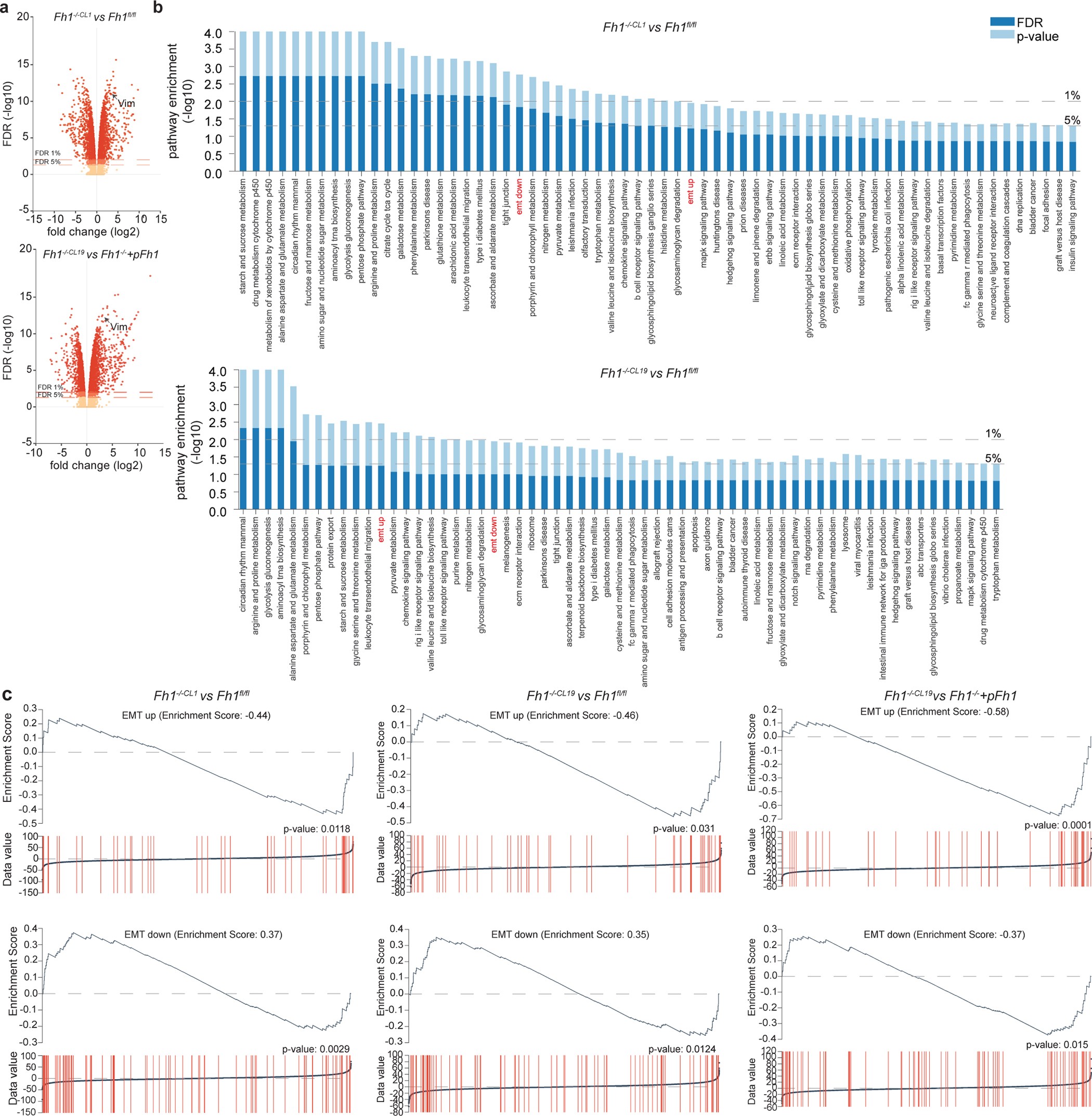 Extended Data Figure 2: EMT signature in Fh1−/− cells.