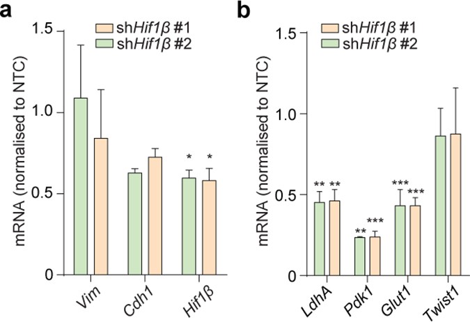 Extended Data Figure 4: EMT features in Fh1-deficient cells are independent of HIF.