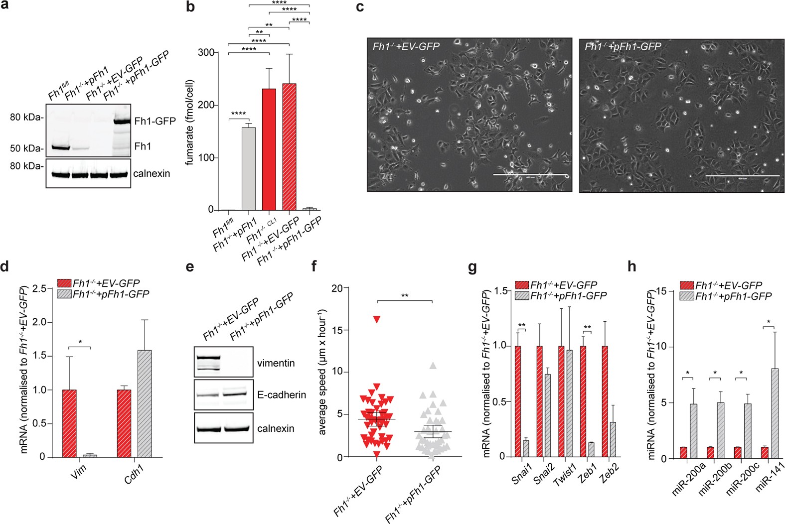 Extended Data Figure 5: EMT signature in Fh1-reconstituted cells.