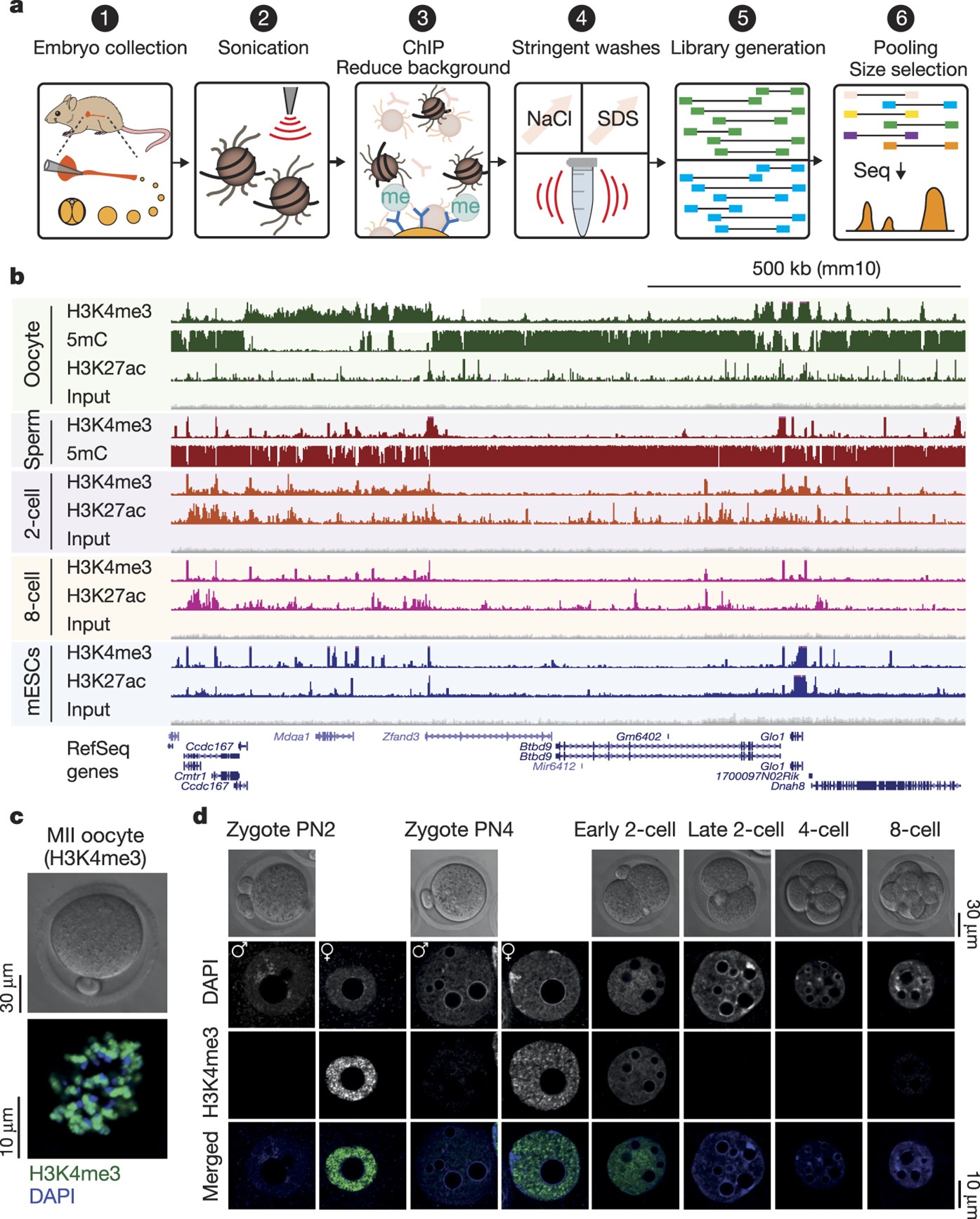 Broad Histone H3k4me3 Domains In Mouse Oocytes Modulate Maternal