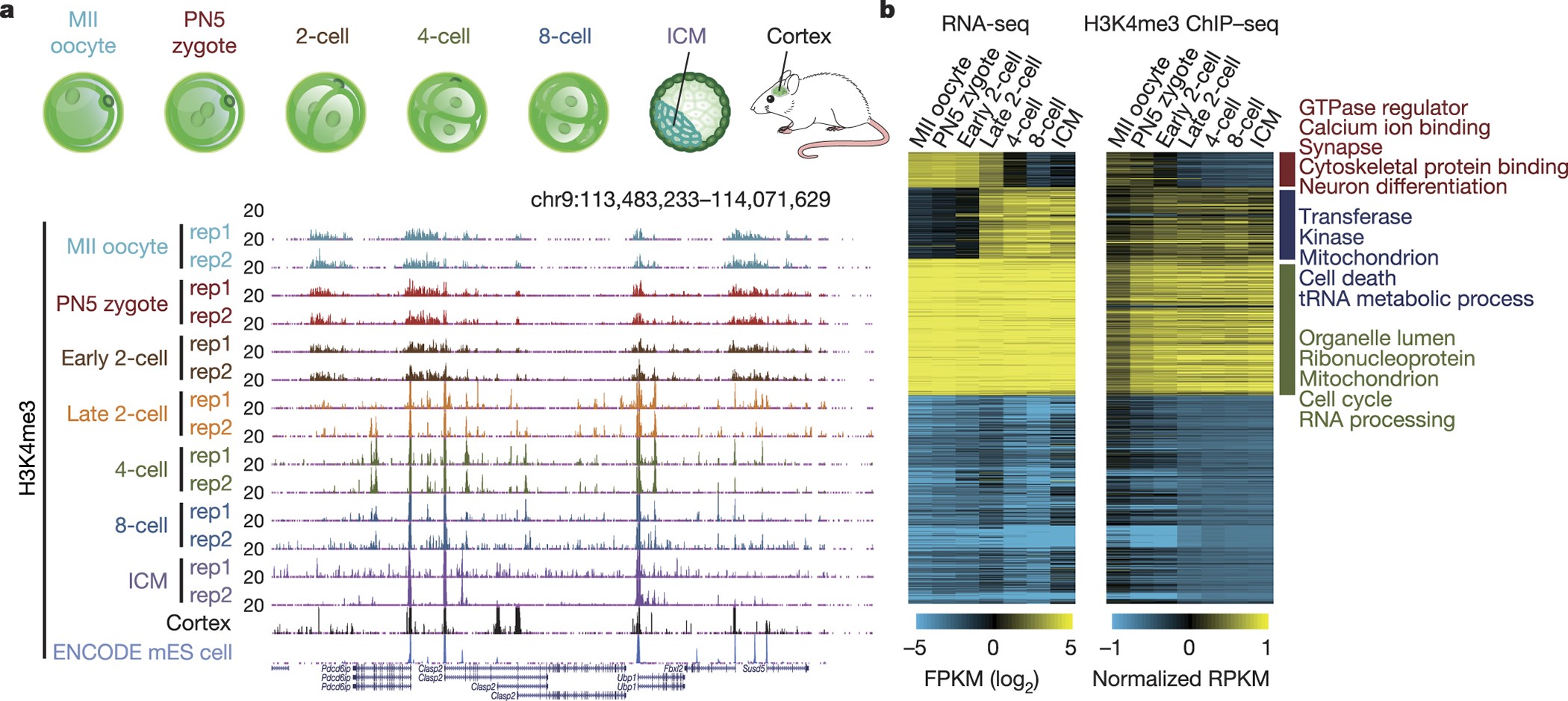 Histone Modification Chart