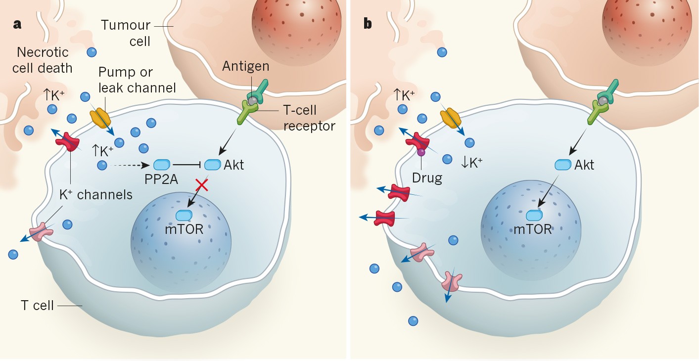 Channelling potassium to fight cancer | Nature
