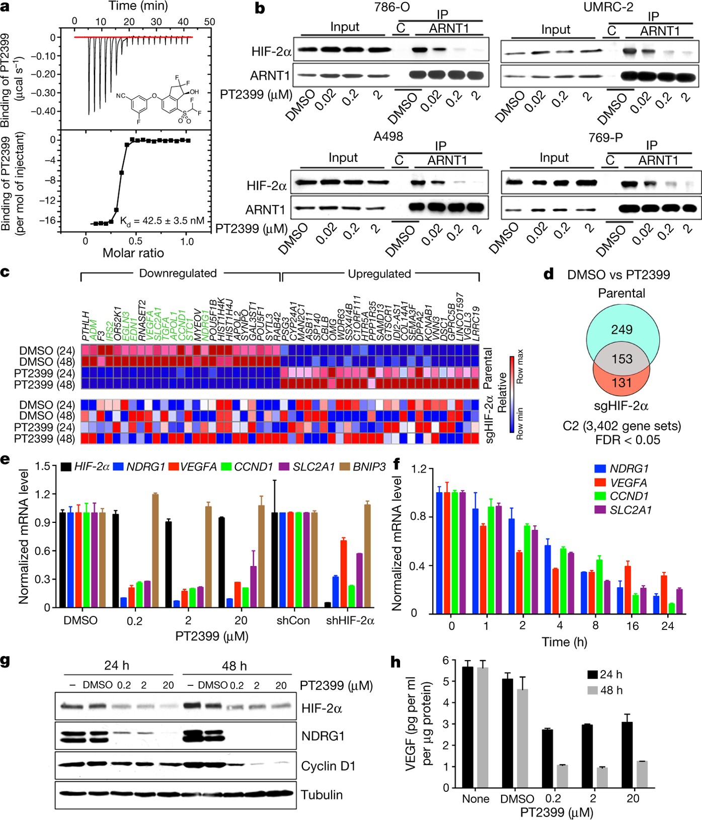 On-target efficacy of a HIF-2α antagonist in preclinical cancer models |