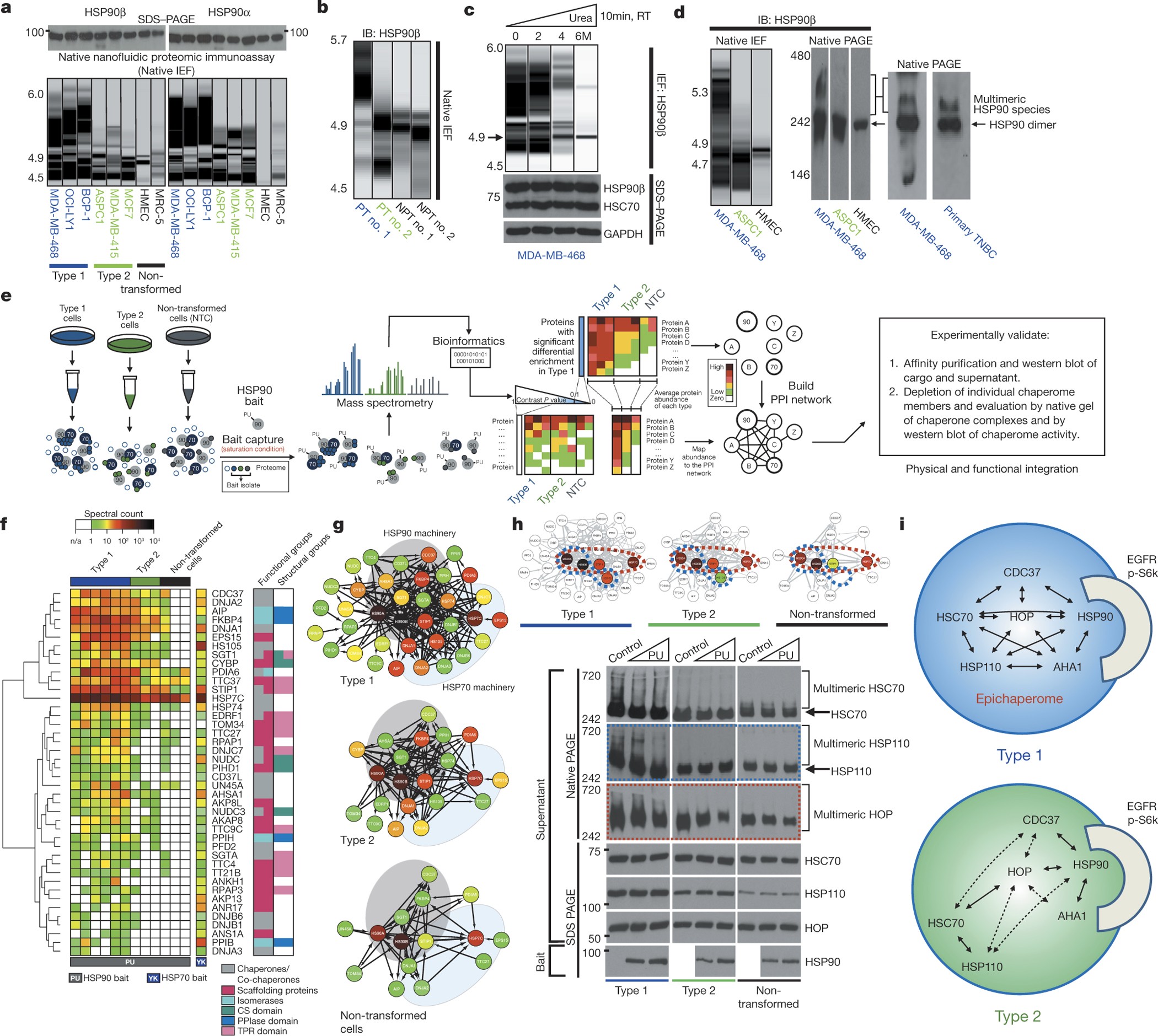 The Epichaperome Is An Integrated Chaperome Network That Facilitates Tumour Survival Nature The Epichaperome Is An Integrated Chaperome Network That Facilitates Tumour Survival Nature