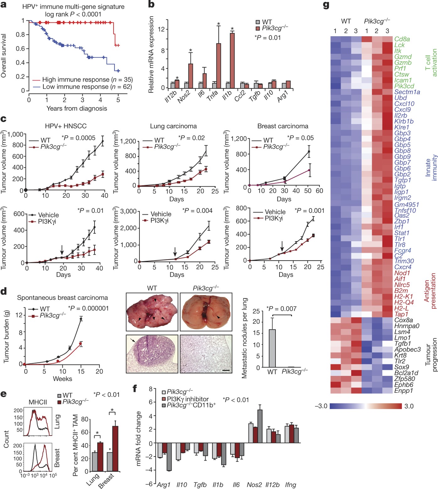 PI3Kγ is a molecular switch that controls immune suppression | Nature