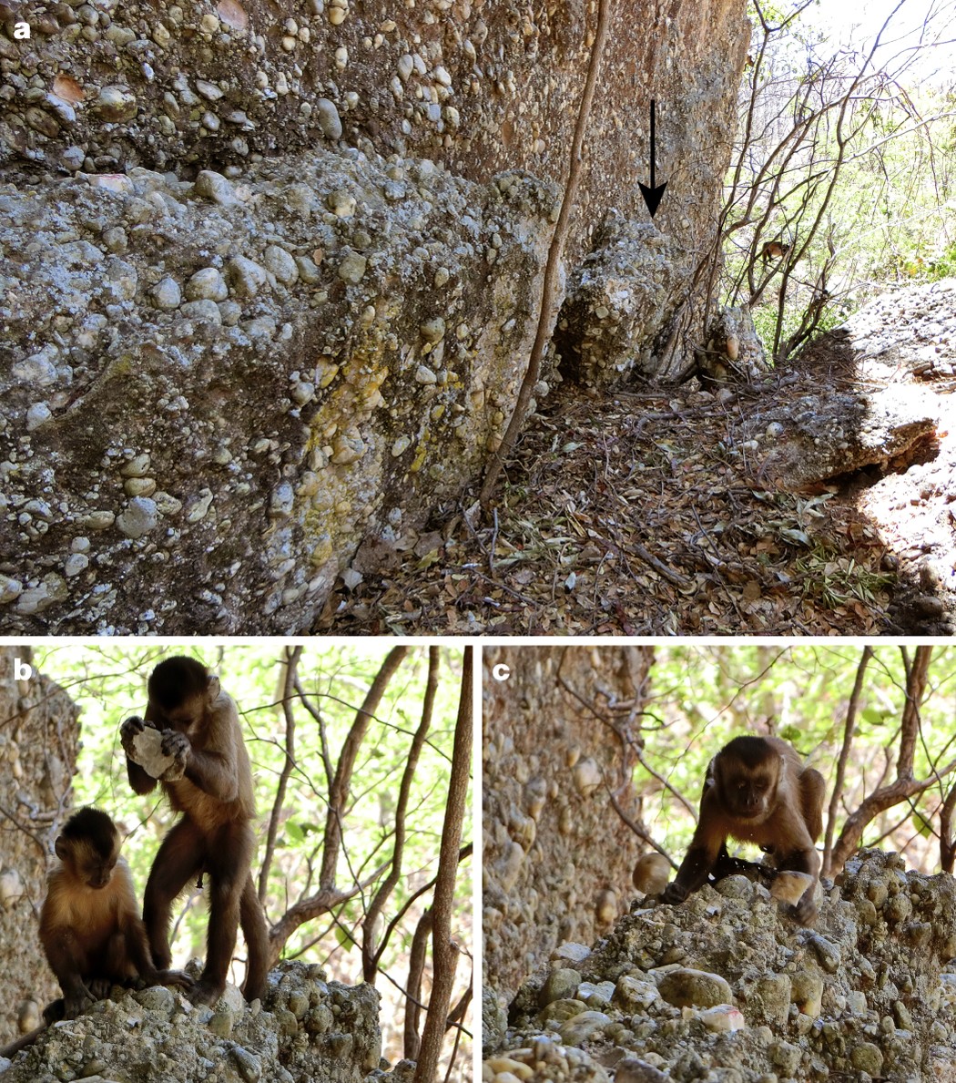 Wild monkeys flake stone tools | Nature