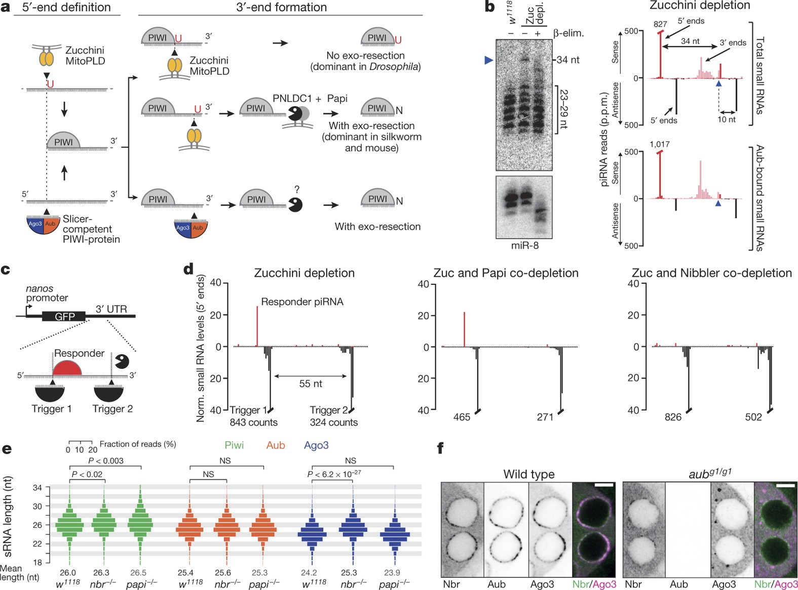 Genetic and mechanistic diversity of piRNA 3′-end formation