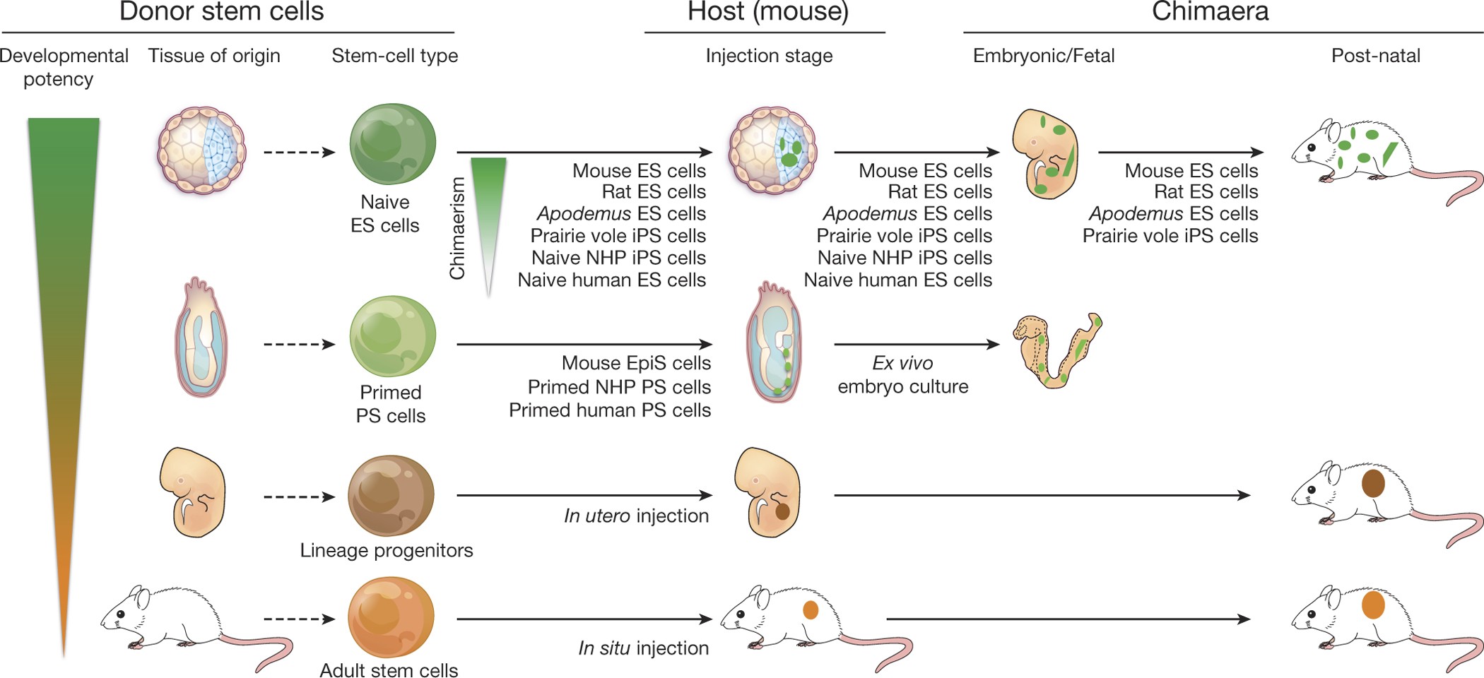 Stem cells and interspecies chimaeras | Nature