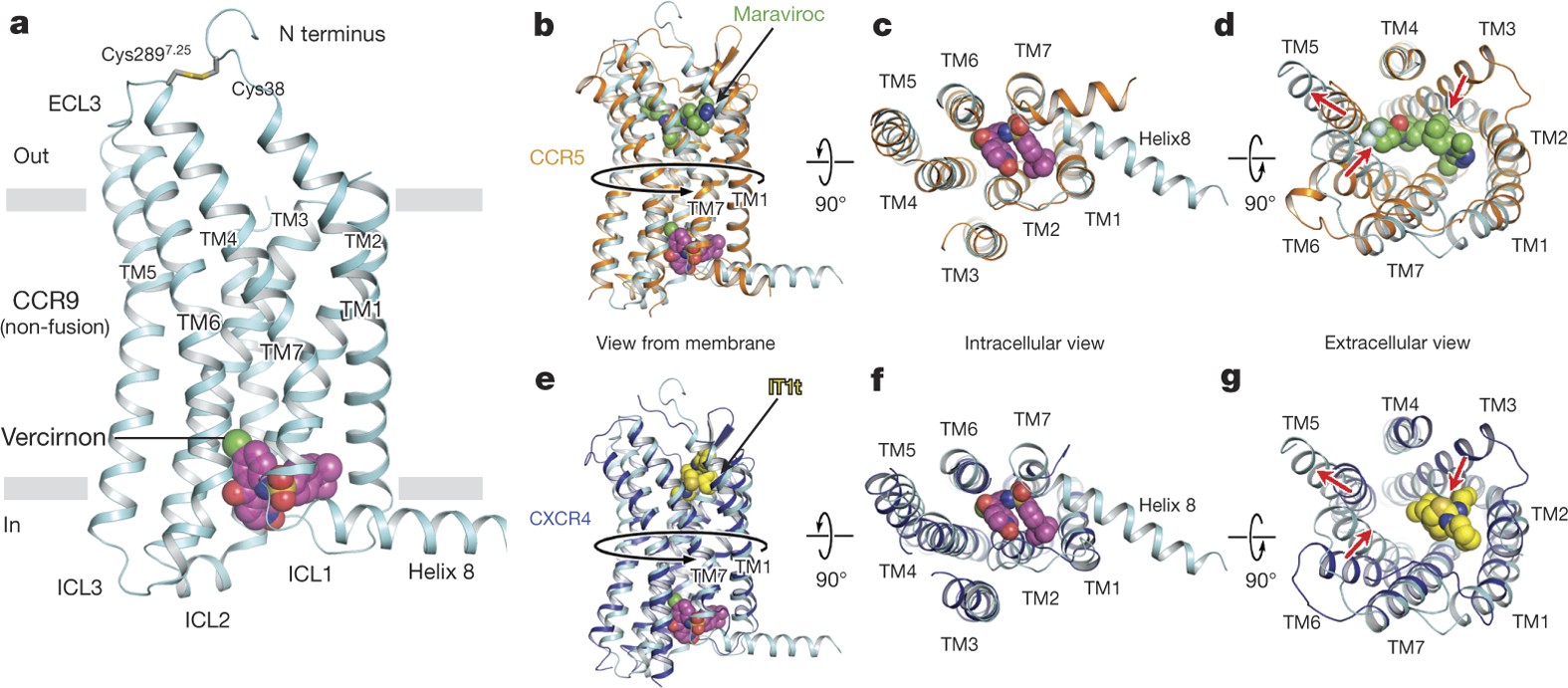 Intracellular allosteric antagonism of the CCR9 receptor | Nature