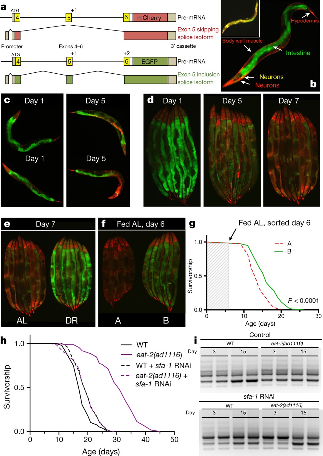 Splicing factor 1 modulates dietary restriction and TORC1 pathway longevity  in C. elegans | Nature
