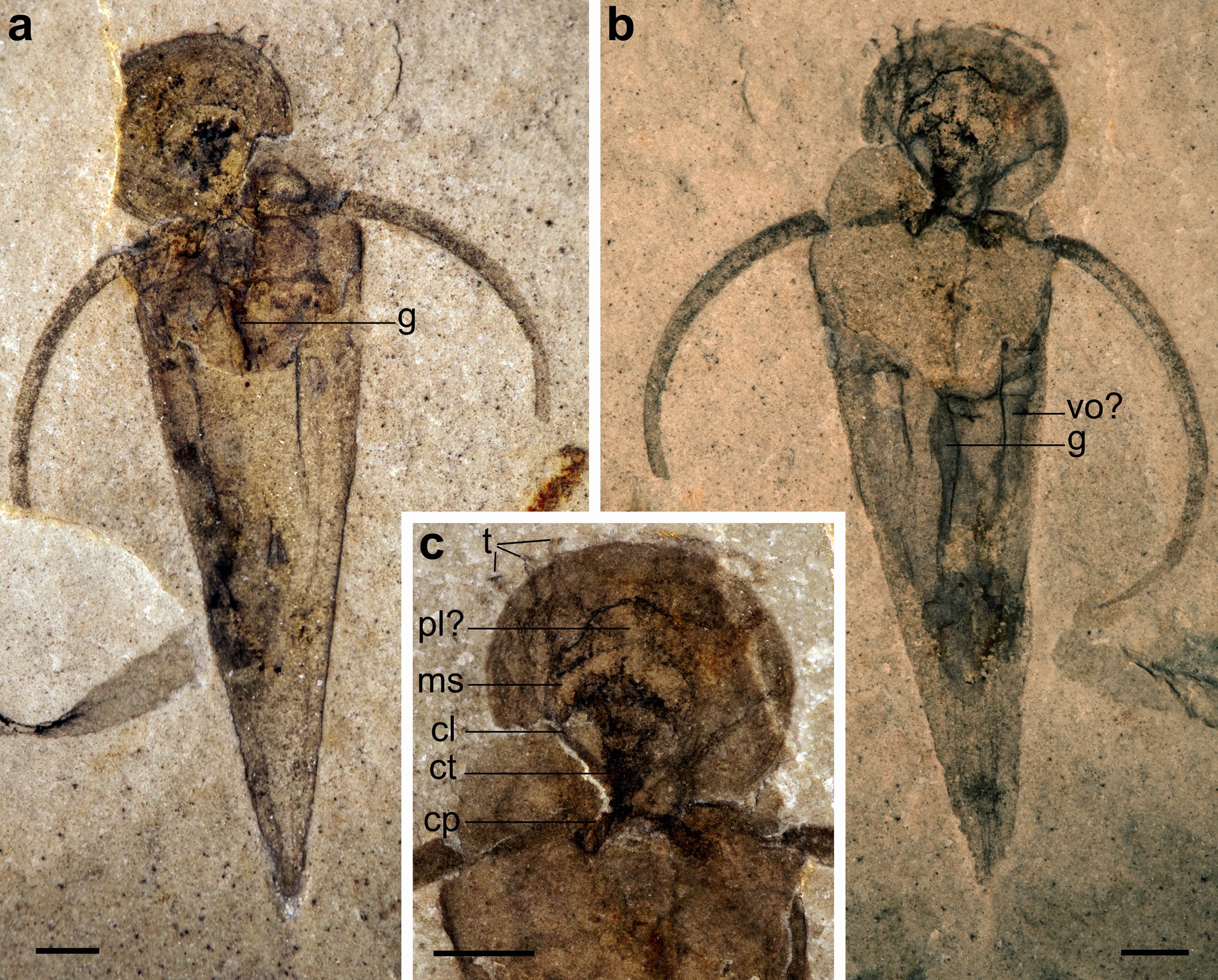 Extended Data Figure 3: H. carinatus from Stanley Glacier (specimen ROM 59943.1).