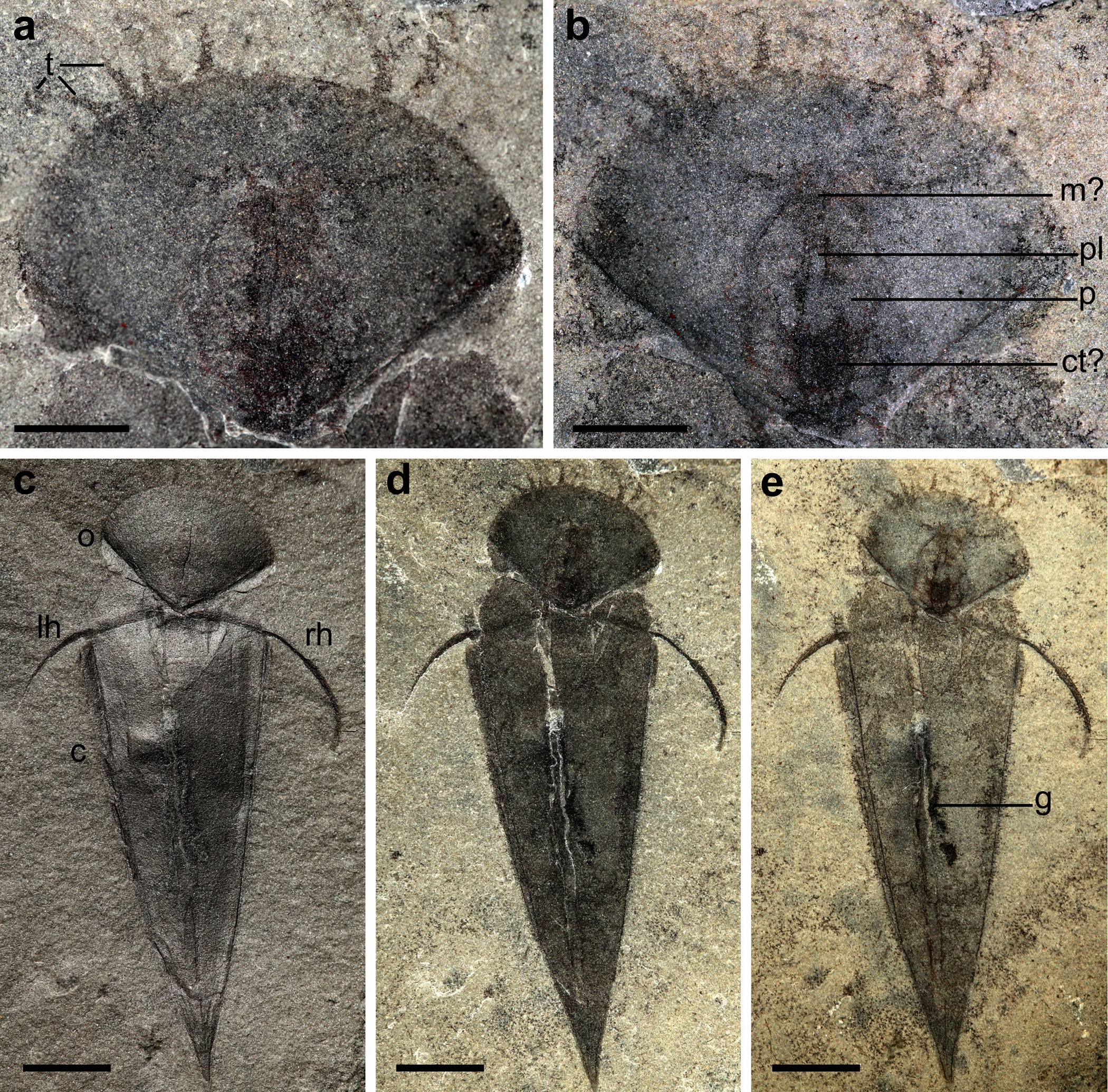 Extended Data Figure 4: H. reesei from the Spence Shale (specimen KUMIP204340).