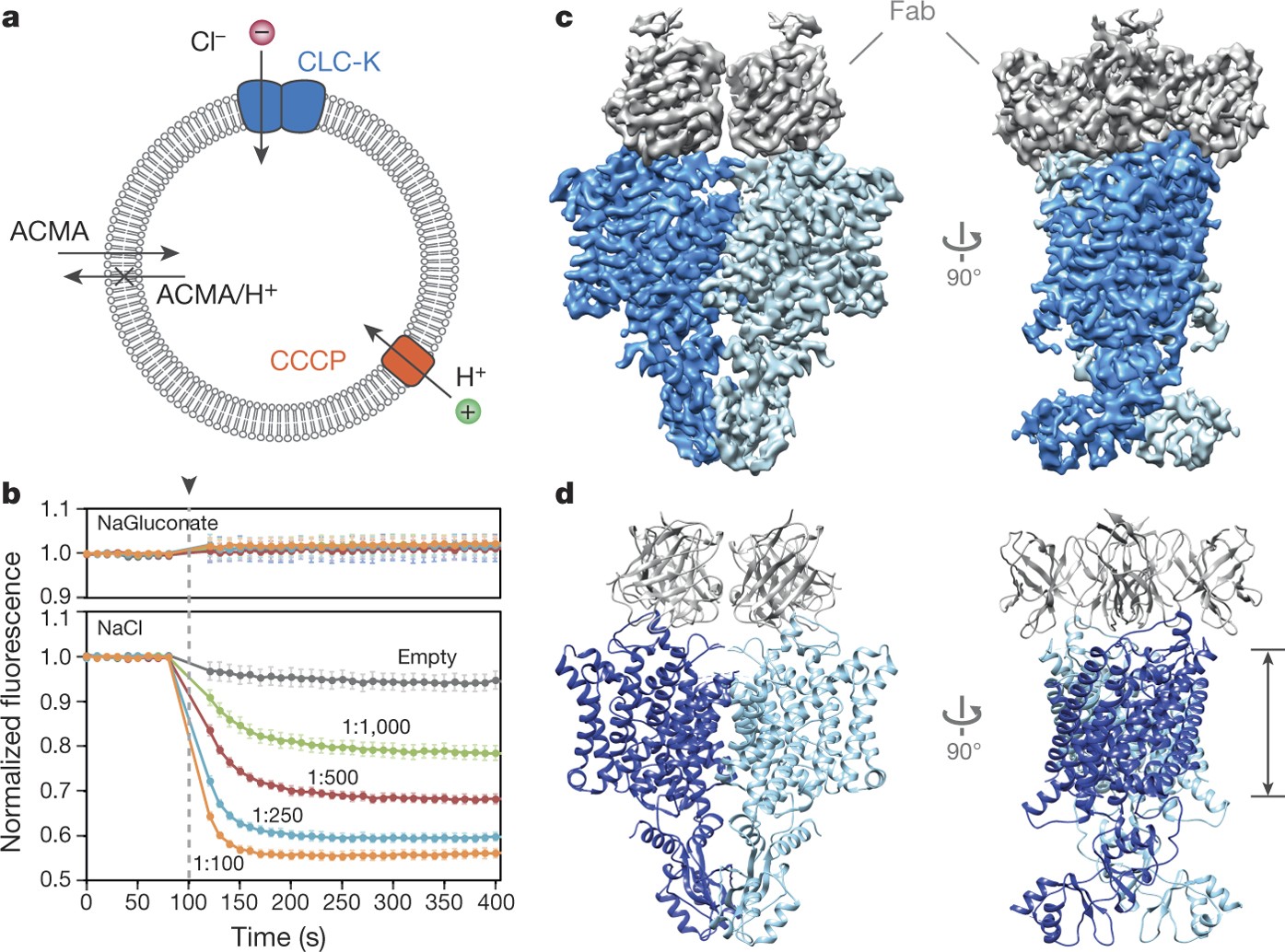 Structure of a CLC chloride ion channel by cryo-electron microscopy | Nature