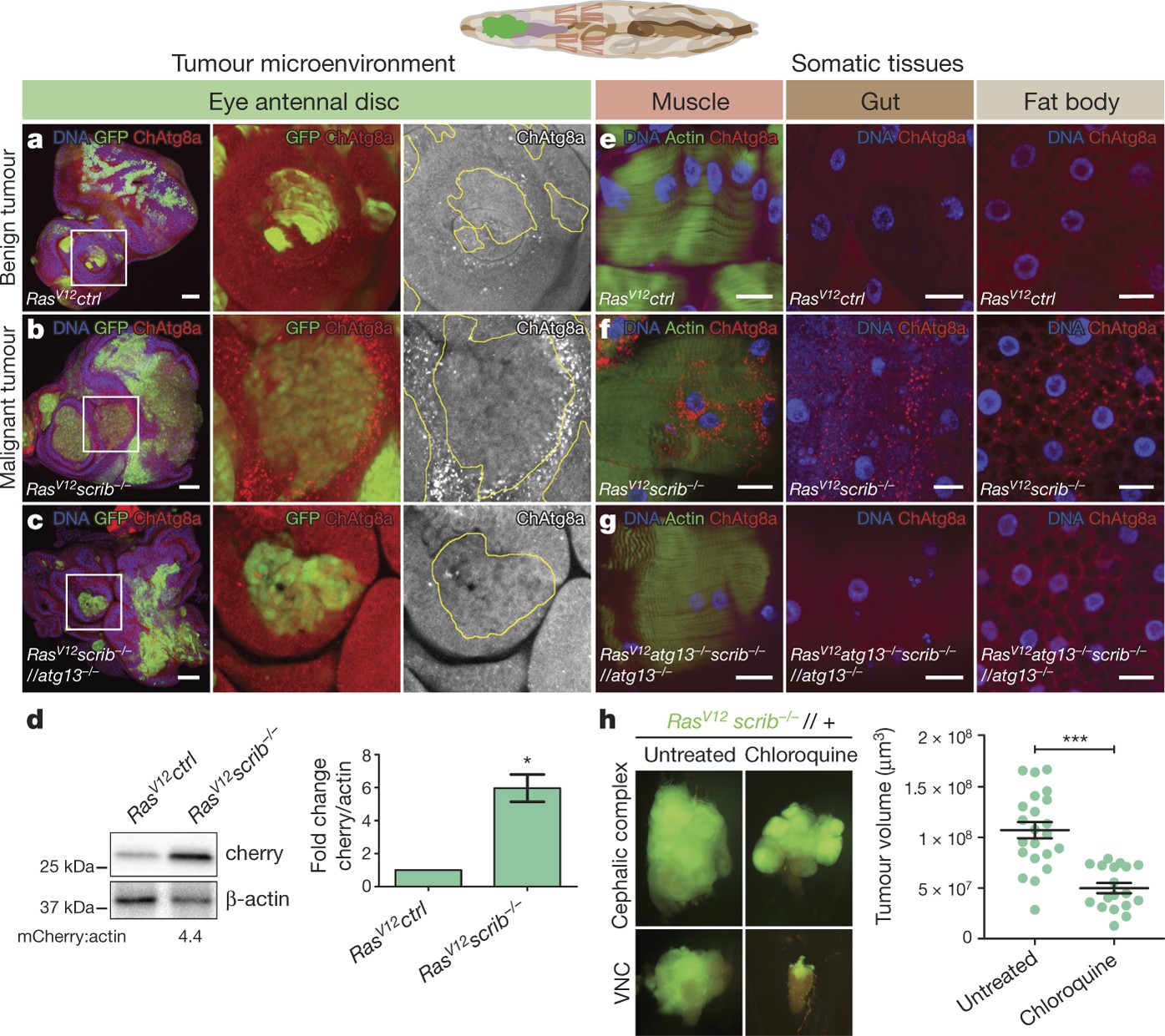Microenvironmental Autophagy Promotes Tumour Growth Nature