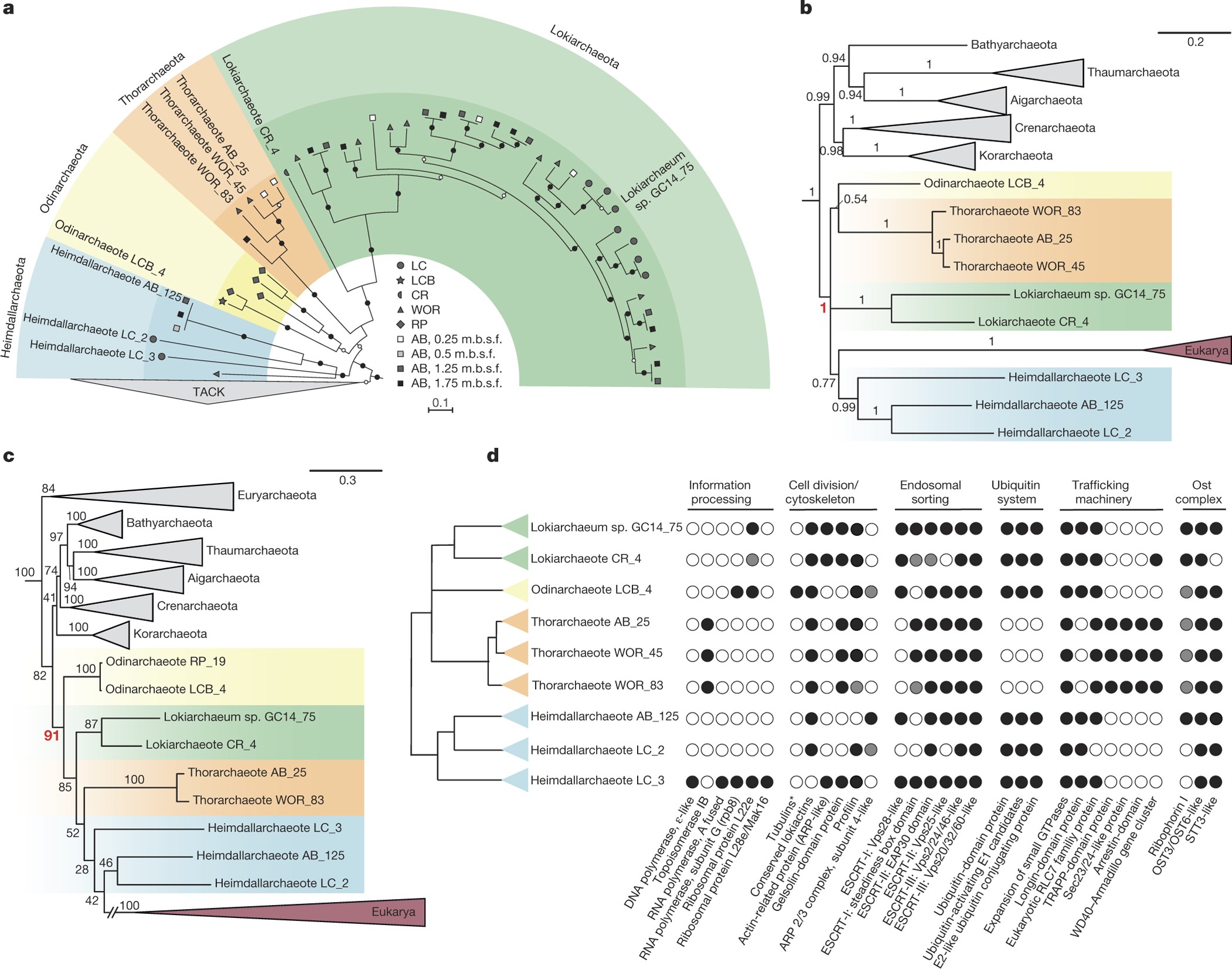 Asgard archaea illuminate the origin of eukaryotic cellular complexity |  Nature