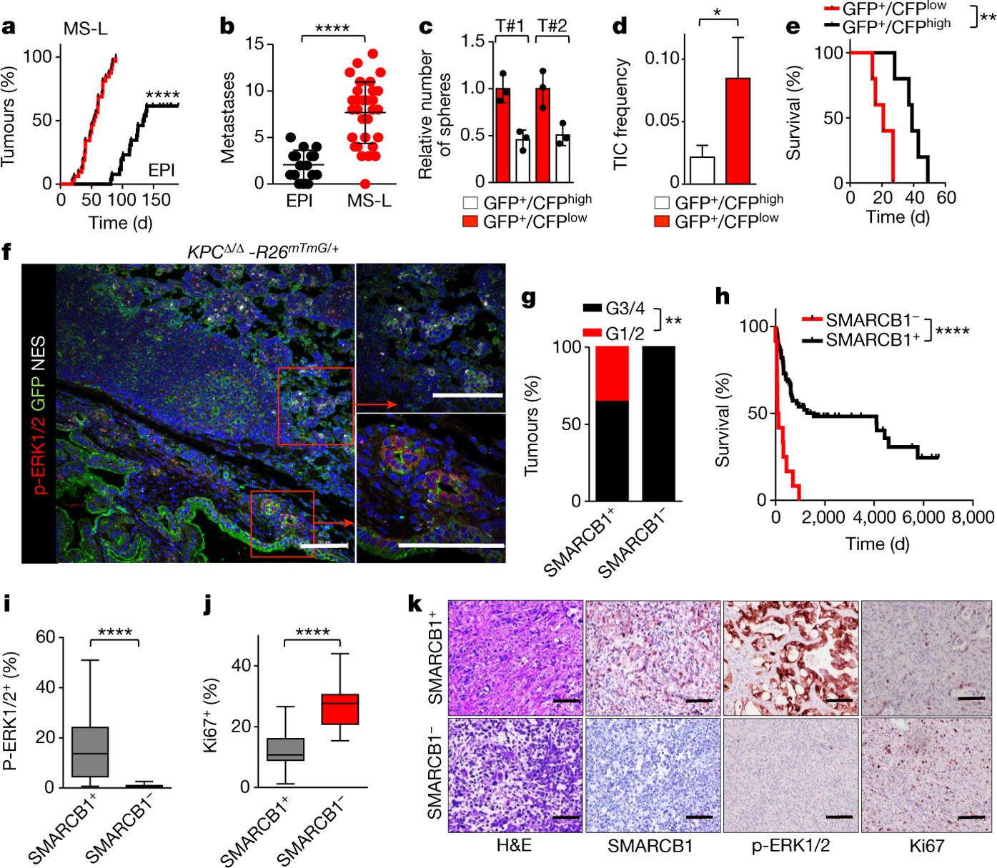 Synthetic vulnerabilities of mesenchymal subpopulations in pancreatic  cancer | Nature