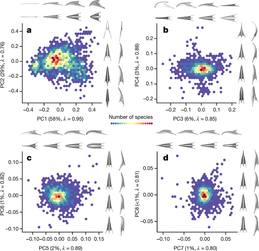 Mega Evolutionary Dynamics Of The Adaptive Radiation Of Birds Nature Mega Evolutionary Dynamics Of The Adaptive Radiation Of Birds Nature