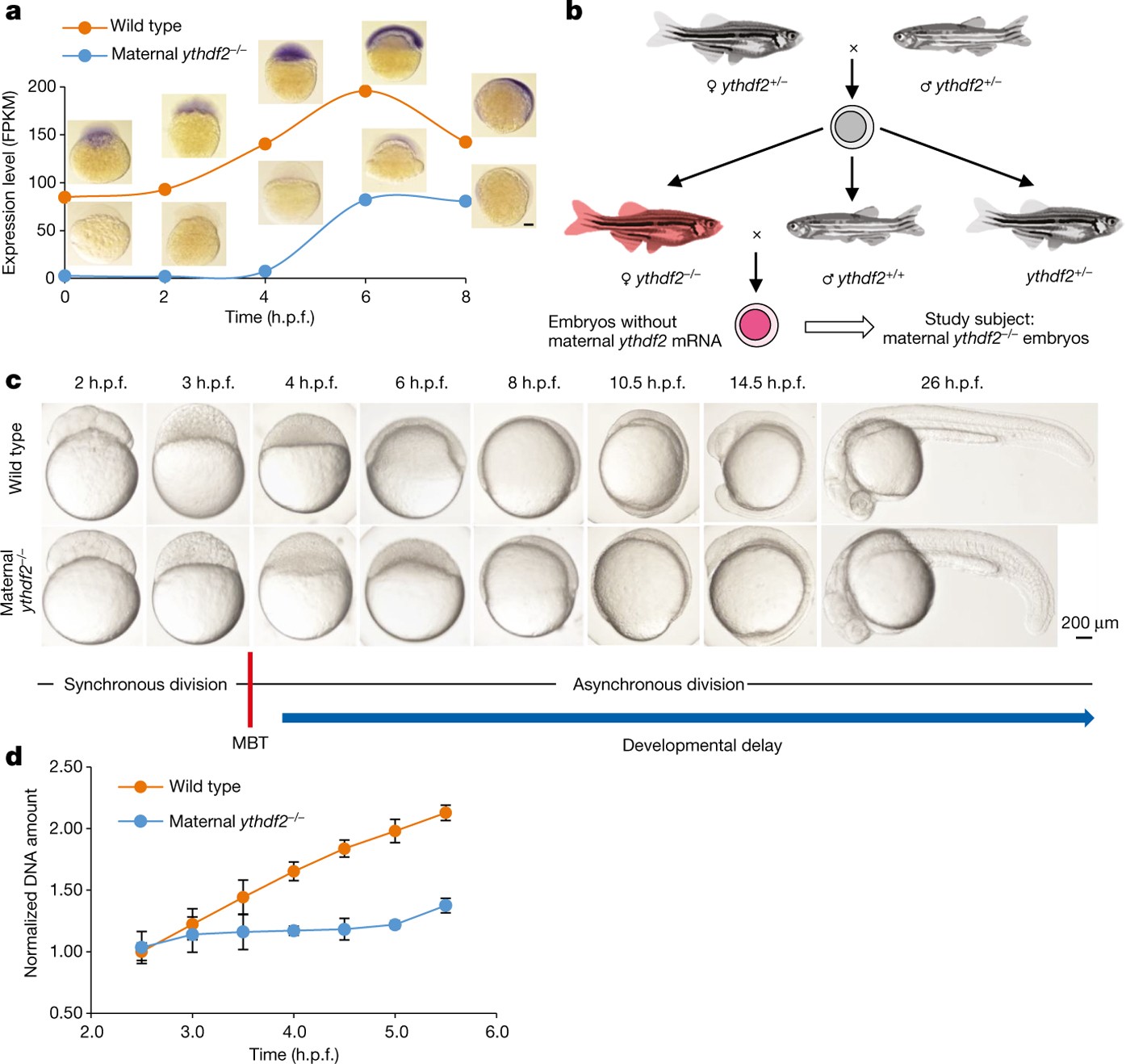 Zebrafish Development Chart