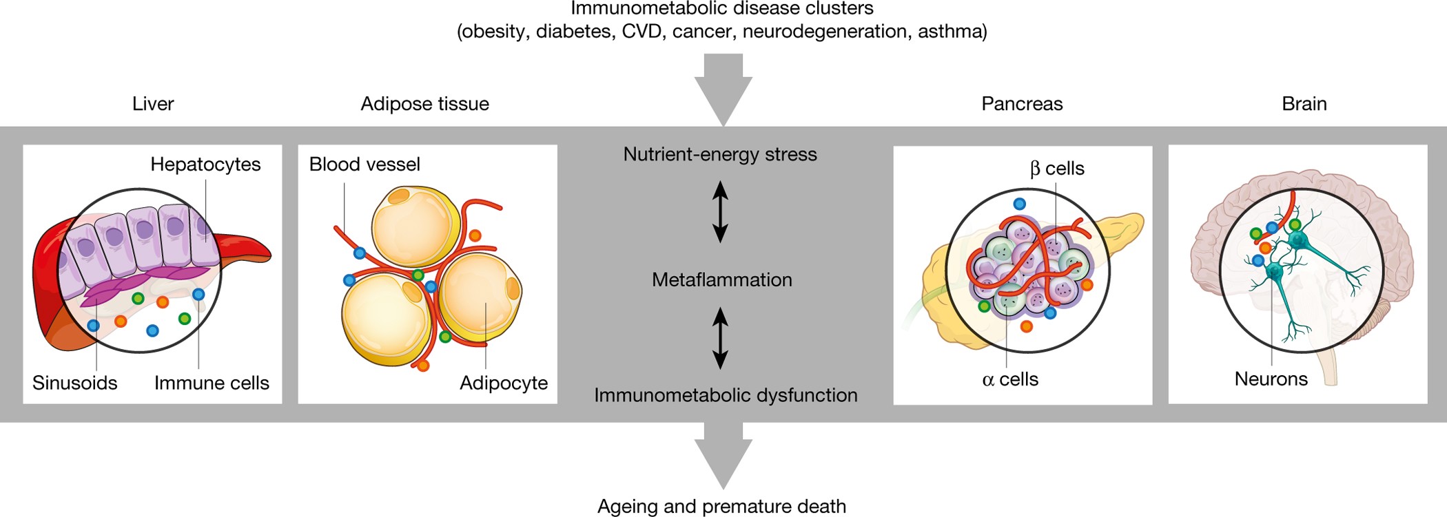 https://media.springernature.com/full/springer-static/image/art%3A10.1038%2Fnature21363/MediaObjects/41586_2017_Article_BFnature21363_Fig1_HTML.jpg
