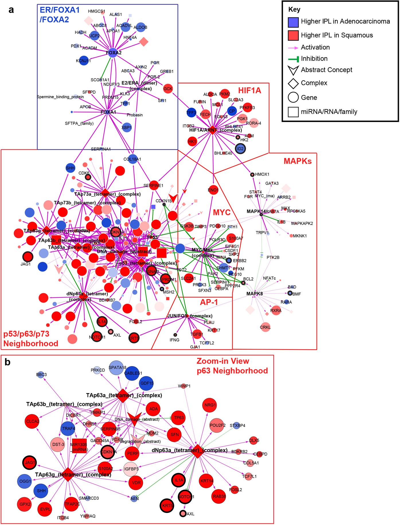 Extended Data Figure 10: Pathway biomarkers differentiating squamous cell carcinomas and adenocarcinomas.
