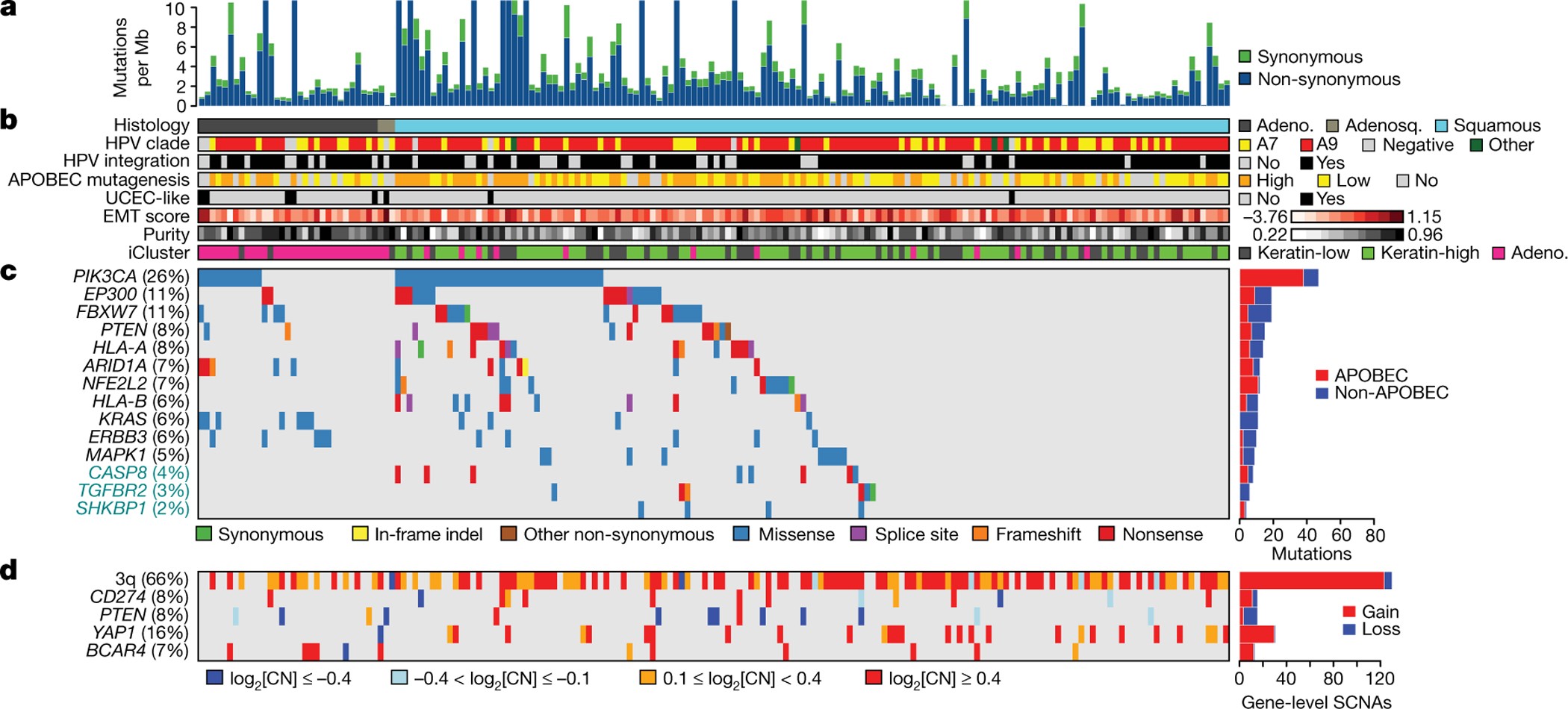 Figure 1: Somatic alterations in cervical cancer and associations with molecular platform features.
