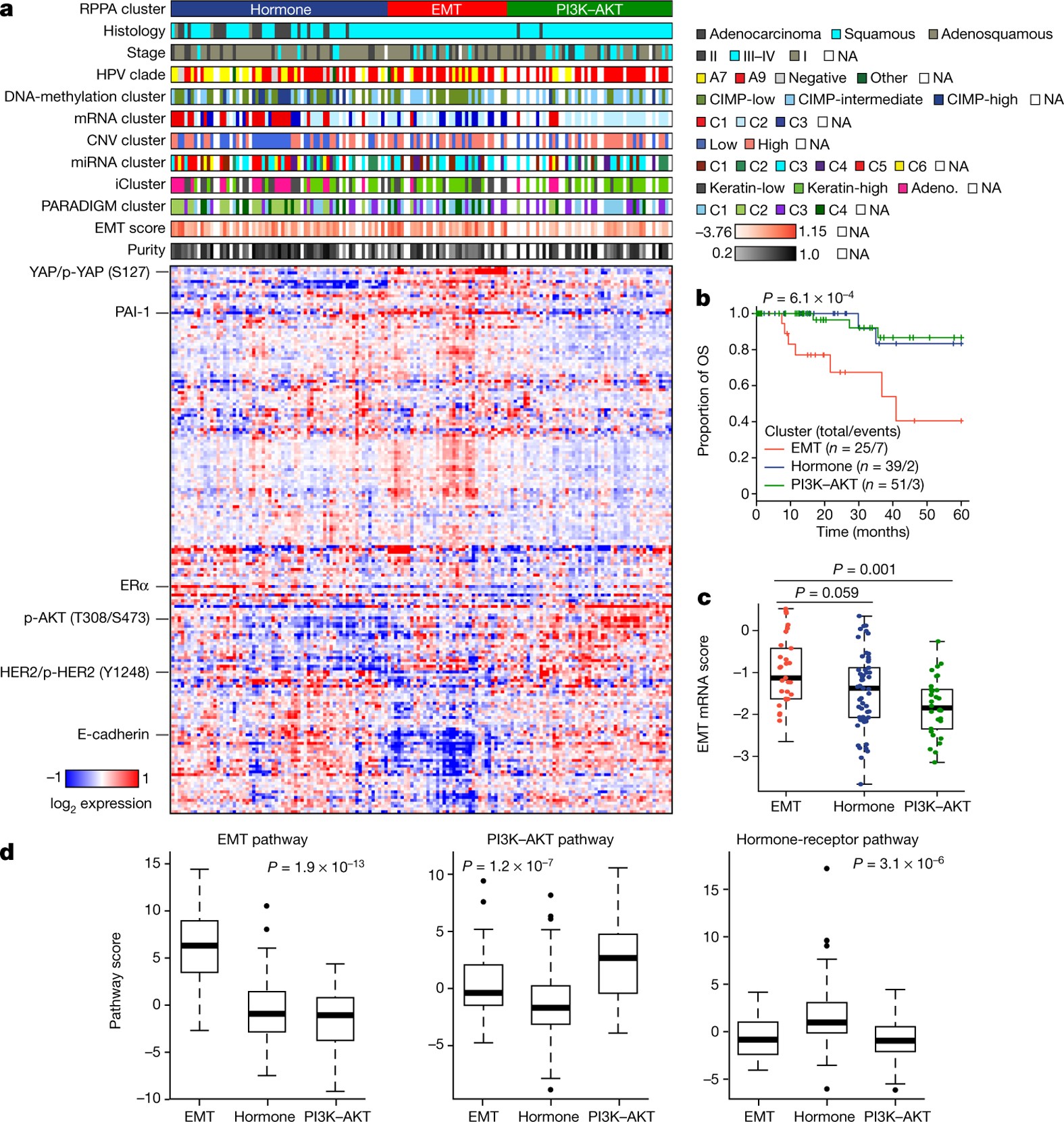 Figure 3: Proteomic landscape of cervical cancer.