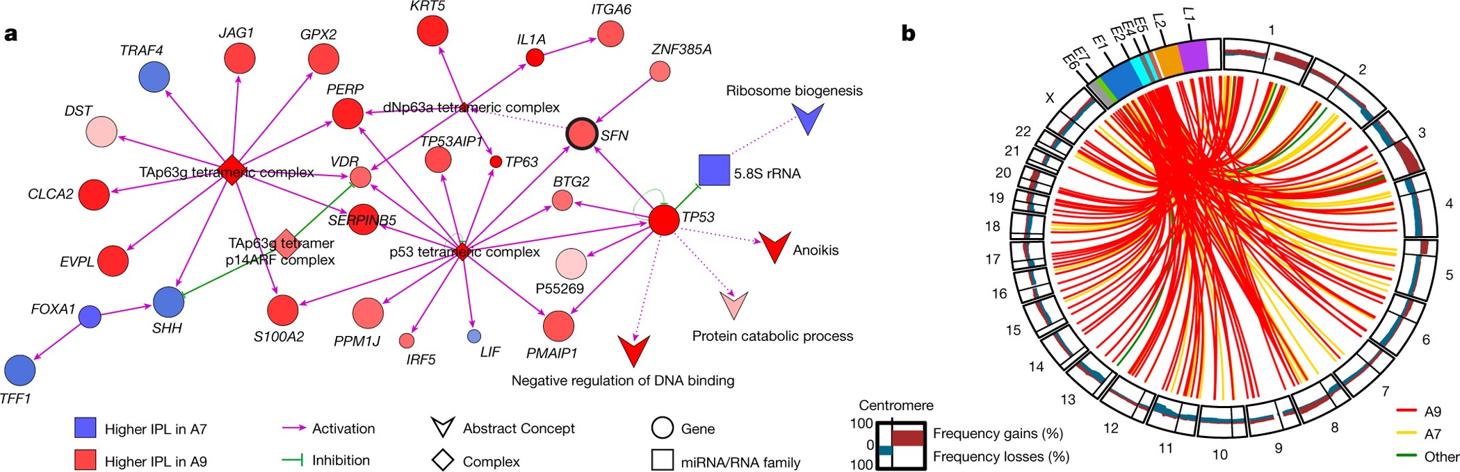 Figure 5: HPV integration and differential pathway activation between HPV subtypes.