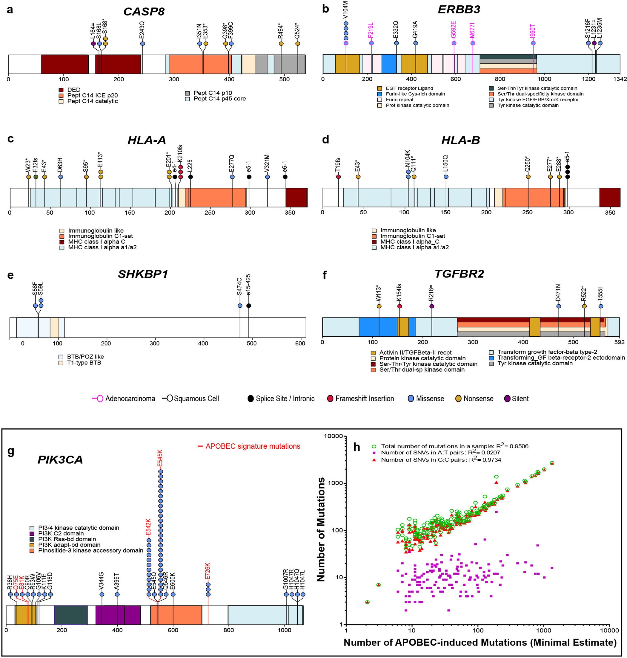 Extended Data Figure 2: SMGs and the role of APOBEC in cervical cancer mutagenesis.