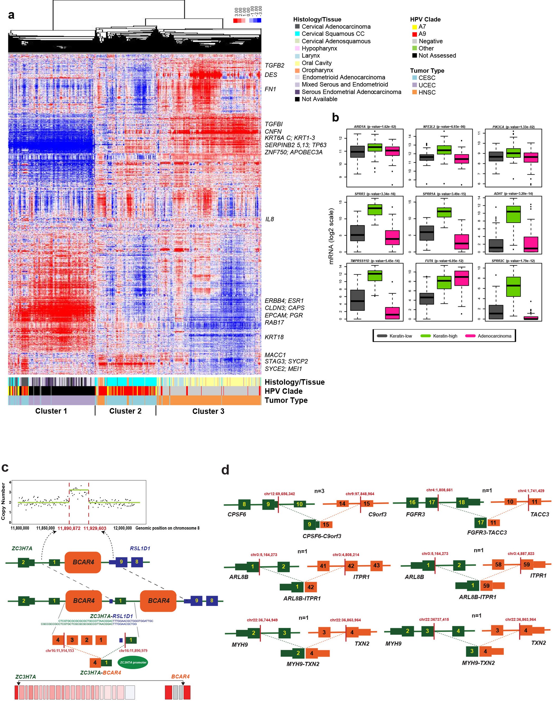 Extended Data Figure 4: Gene-expression patterns and fusion genes found in cervical cancer.