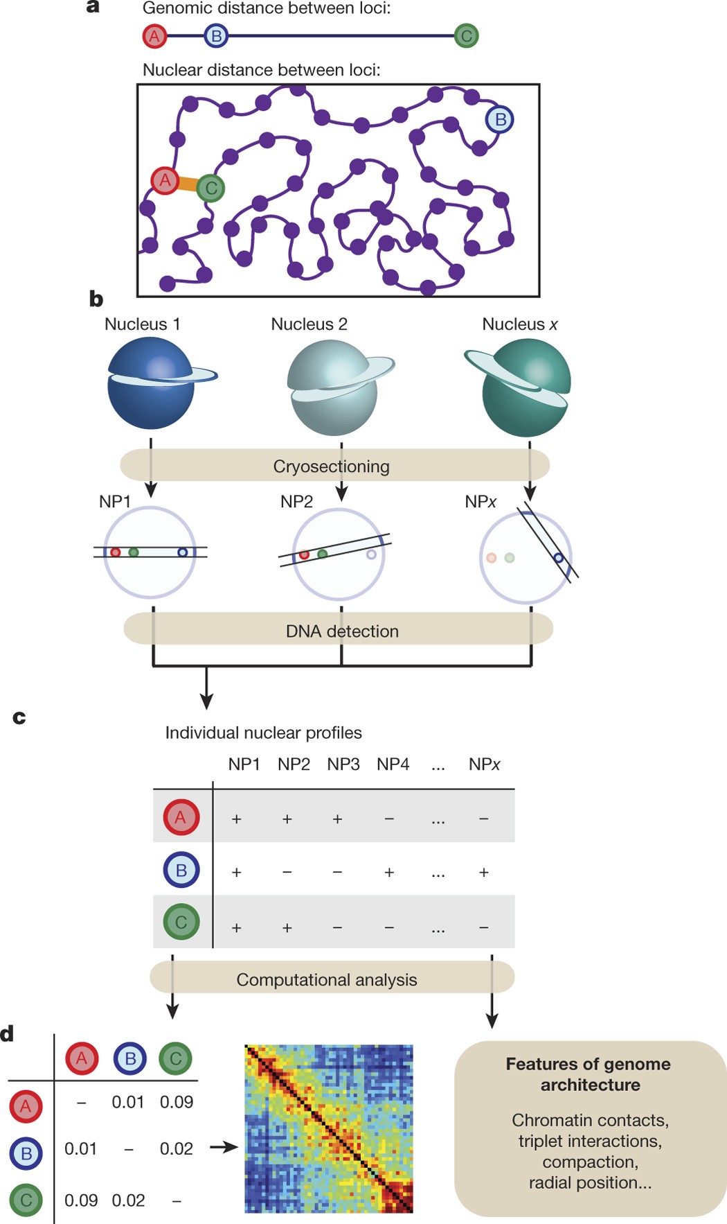 Complex multi-enhancer contacts captured by genome architecture mapping |  Nature