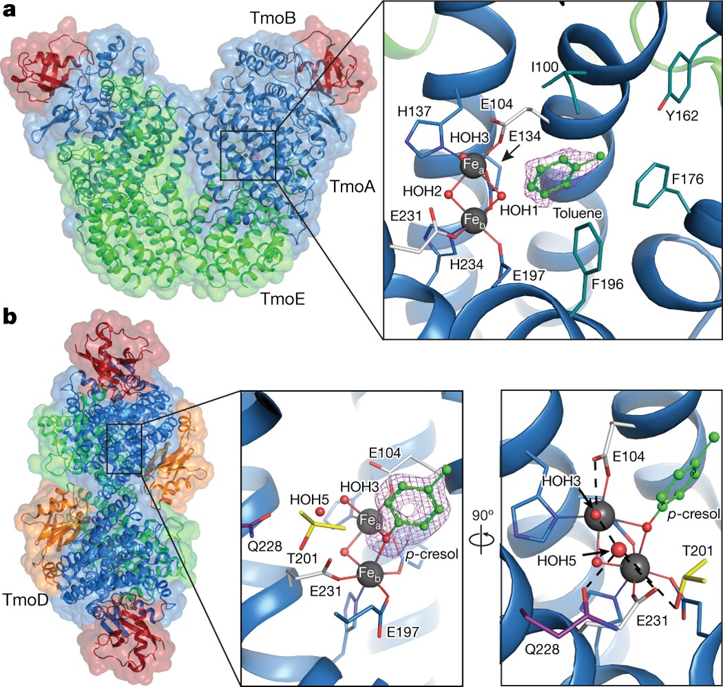 In Crystal Reaction Cycle Of A Toluene Bound Diiron Hydroxylase Nature In Crystal Reaction Cycle Of A Toluene Bound Diiron Hydroxylase Nature
