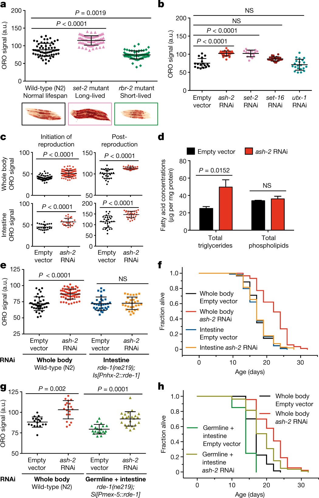 Mono-unsaturated fatty acids link H3K4me3 modifiers to C. elegans lifespan  | Nature