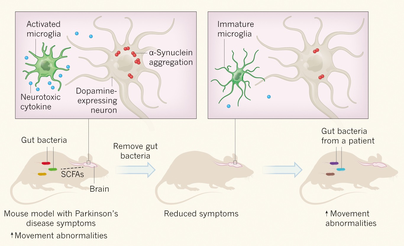 Fiber deprivation and microbiome-borne curli shift gut bacterial  populations and accelerate disease in a mouse model of Parkinson's disease  - ScienceDirect