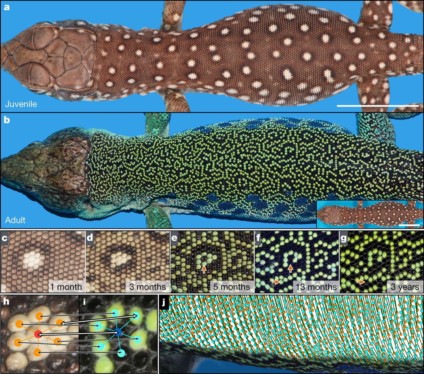 A living mesoscopic cellular automaton made of skin scales | Nature