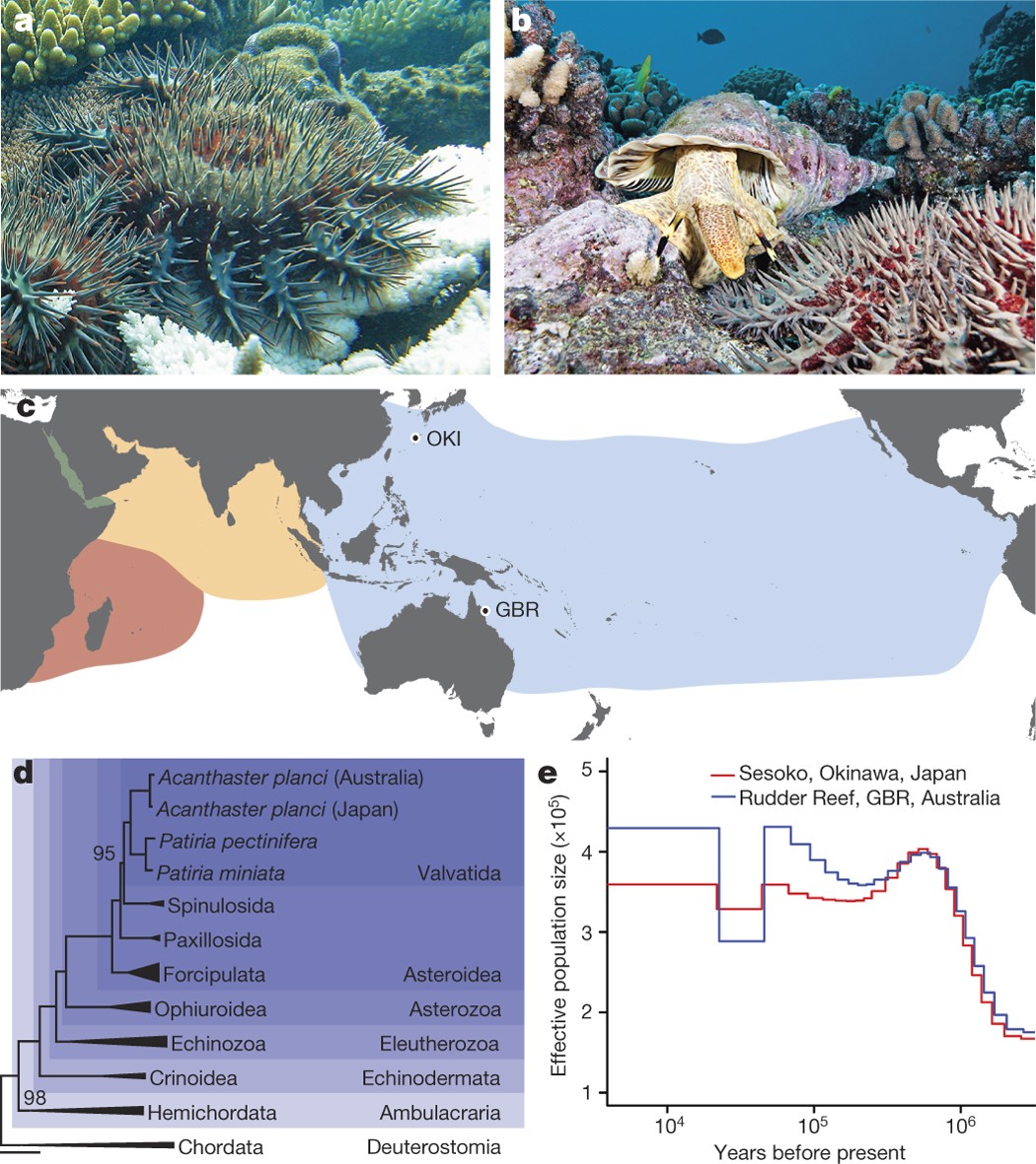 The crown-of-thorns starfish genome as a guide for biocontrol of this coral  reef pest | Nature