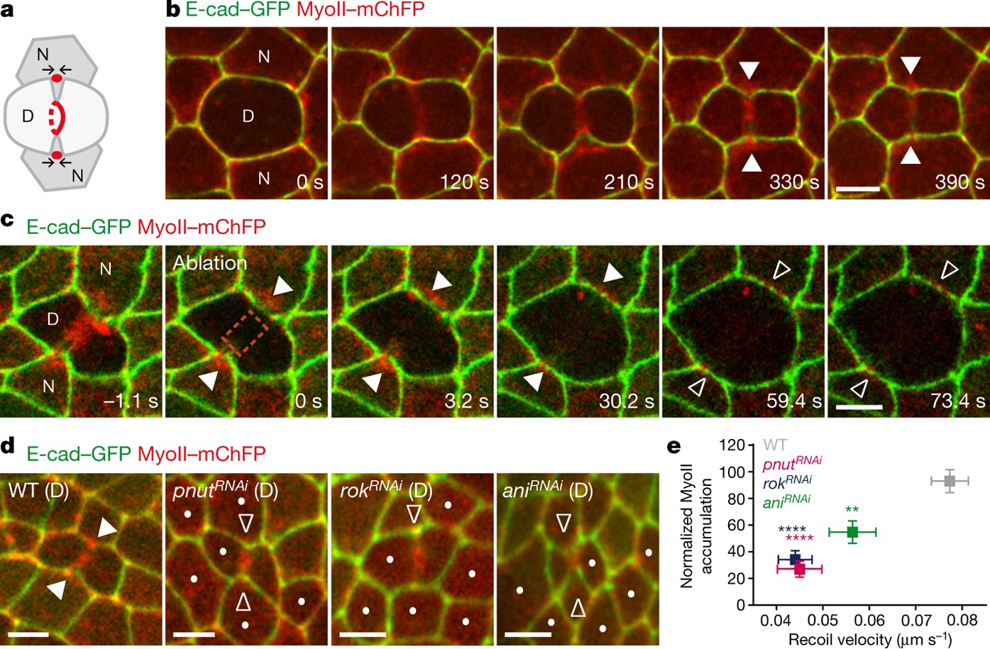 Transmission Of Cytokinesis Forces Via E Cadherin Dilution And Actomyosin Flows Nature