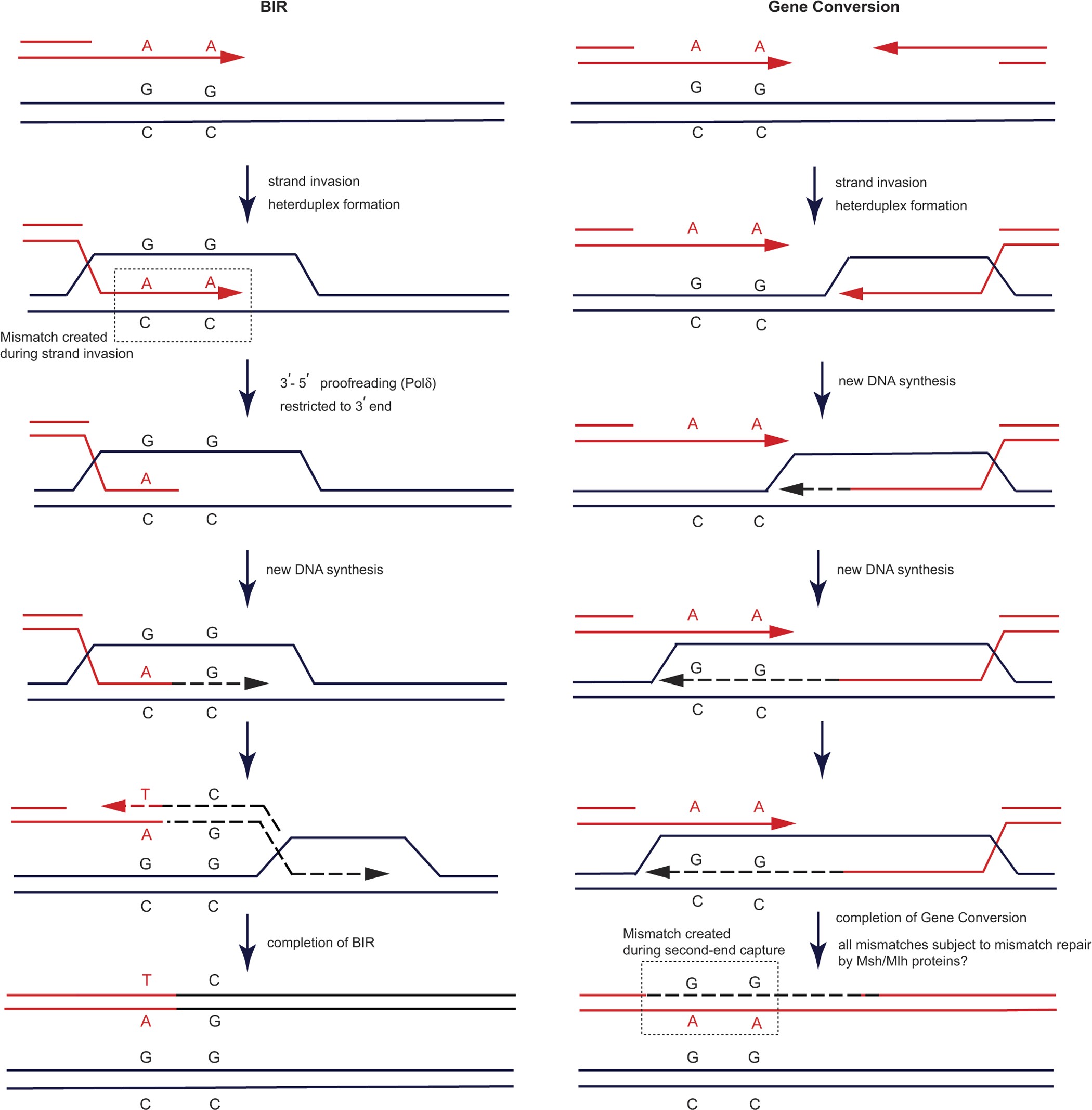 Extended Data Figure 7: Series of events that take place in BIR compared to gene conversion.