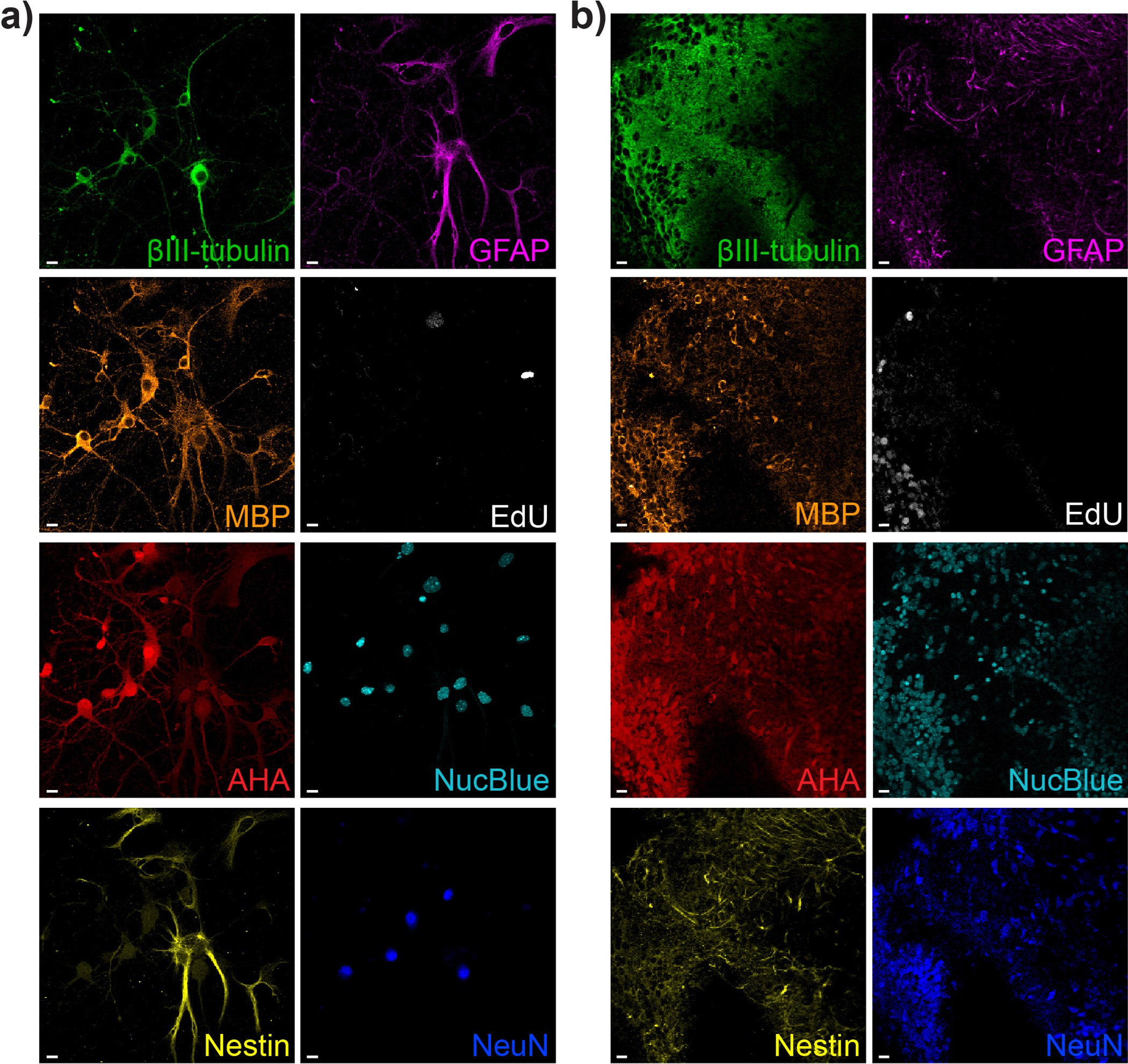 Extended Data Figure 8: 8-colour epr-SRS and fluorescence imaging.