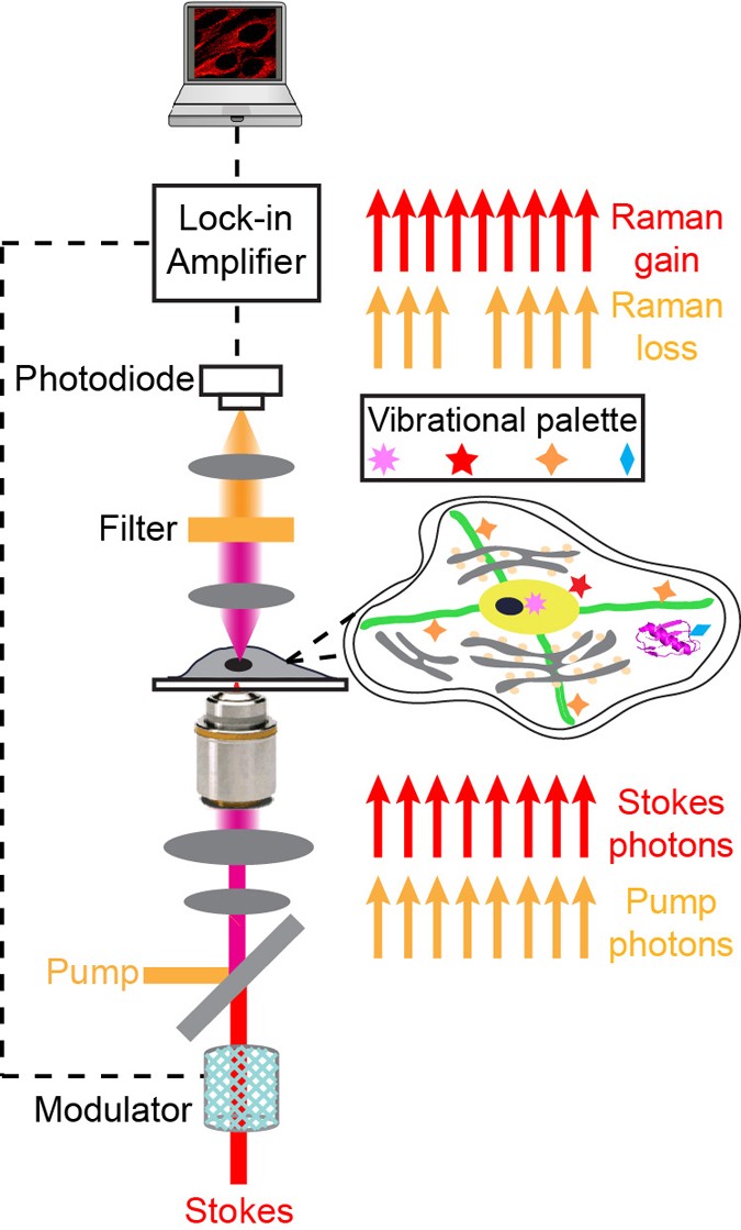 Extended Data Figure 1: Apparatus of SRS microscopy.