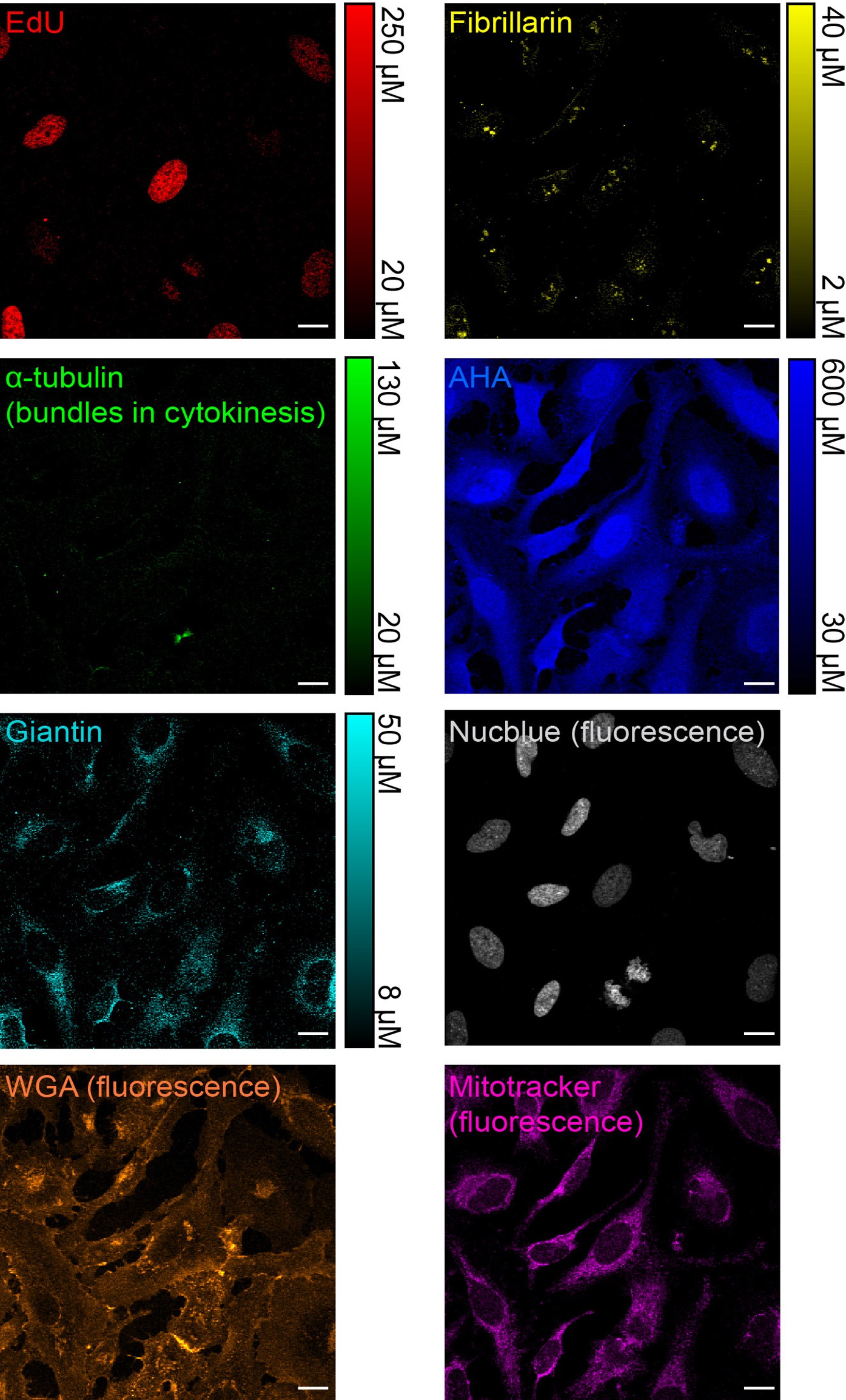 Extended Data Figure 4: Quantitative epr-SRS and fluorescence imaging of non-overlaid images.