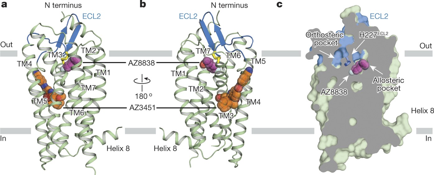Structural Insight Into Allosteric Modulation Of Protease