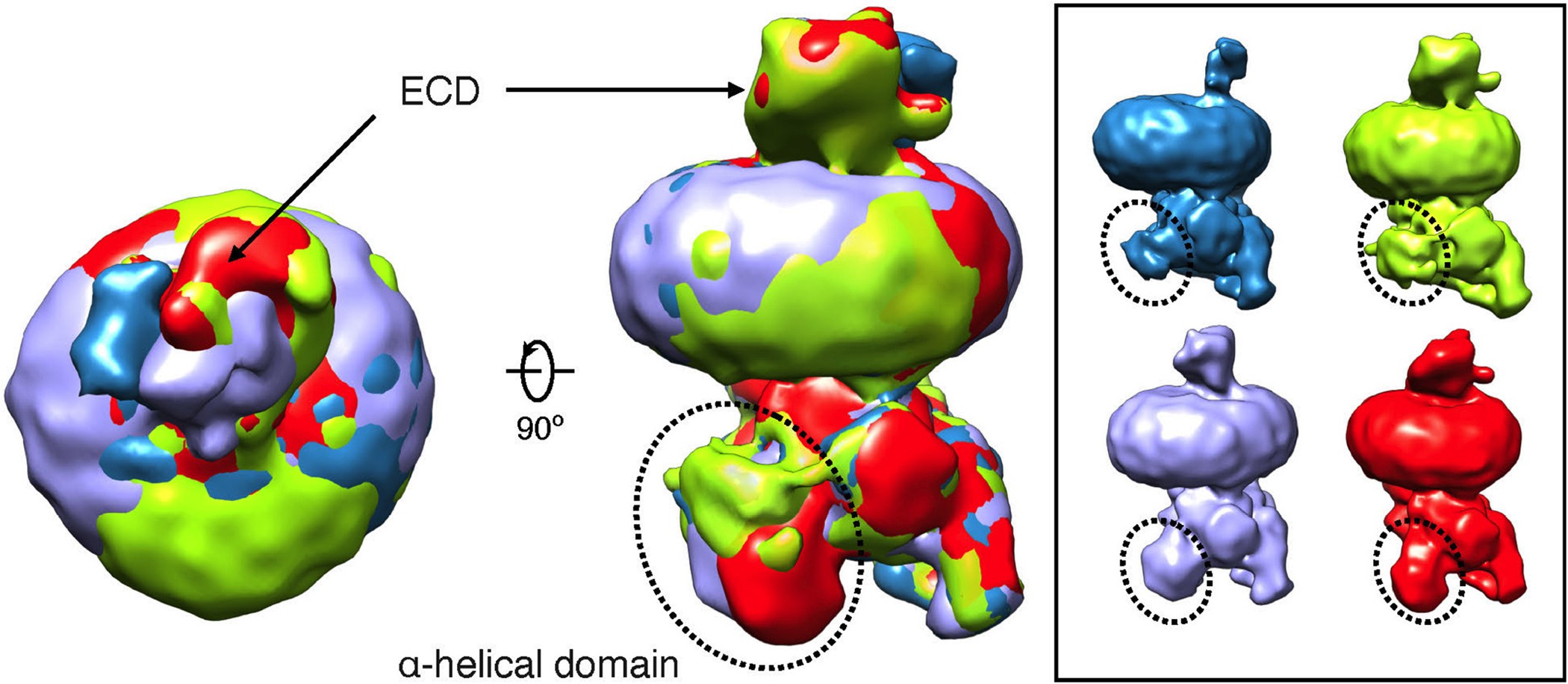 Extended Data Figure 5: Flexibility of ECD and AHD in the sCT–CTR–Gs complex.