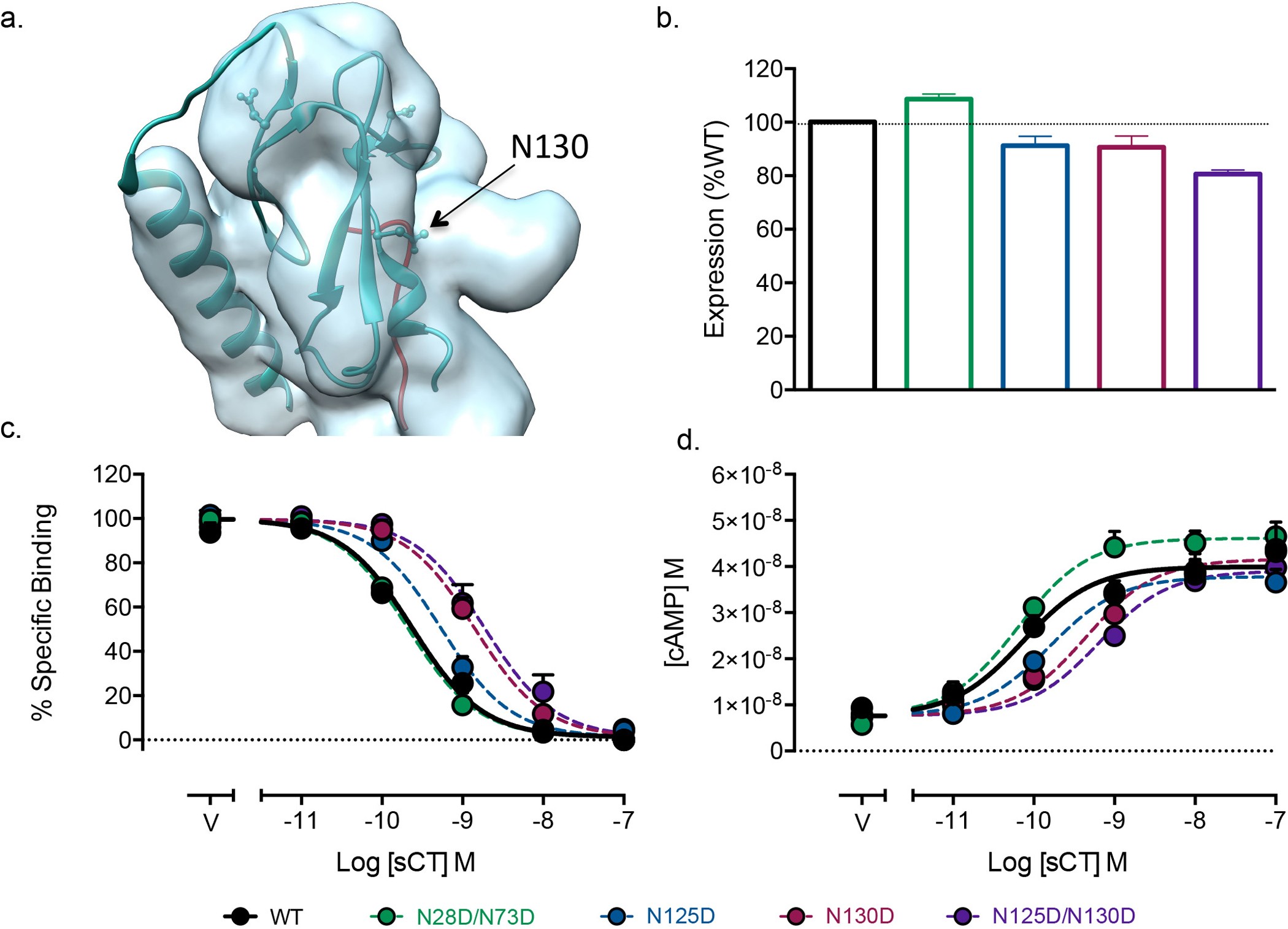 Extended Data Figure 6: The N-terminal ECD of the CTR.