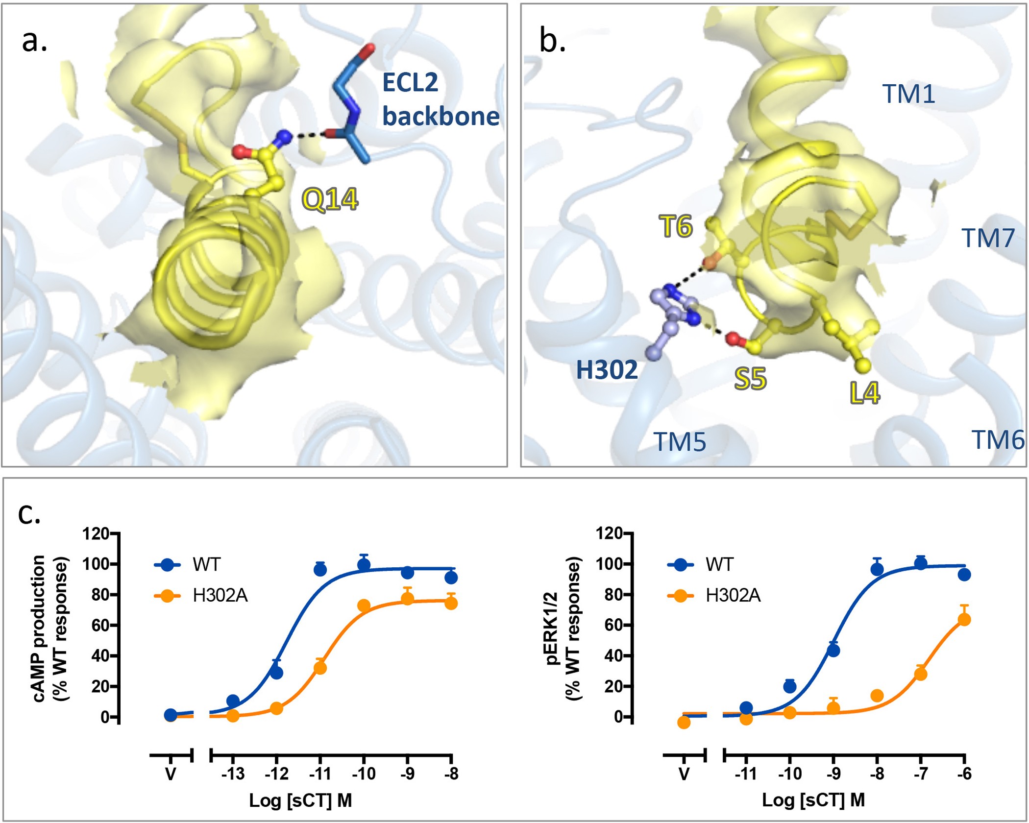 Extended Data Figure 7: Molecular modelling of sCT peptide reveals potential interactions between peptide and receptor.