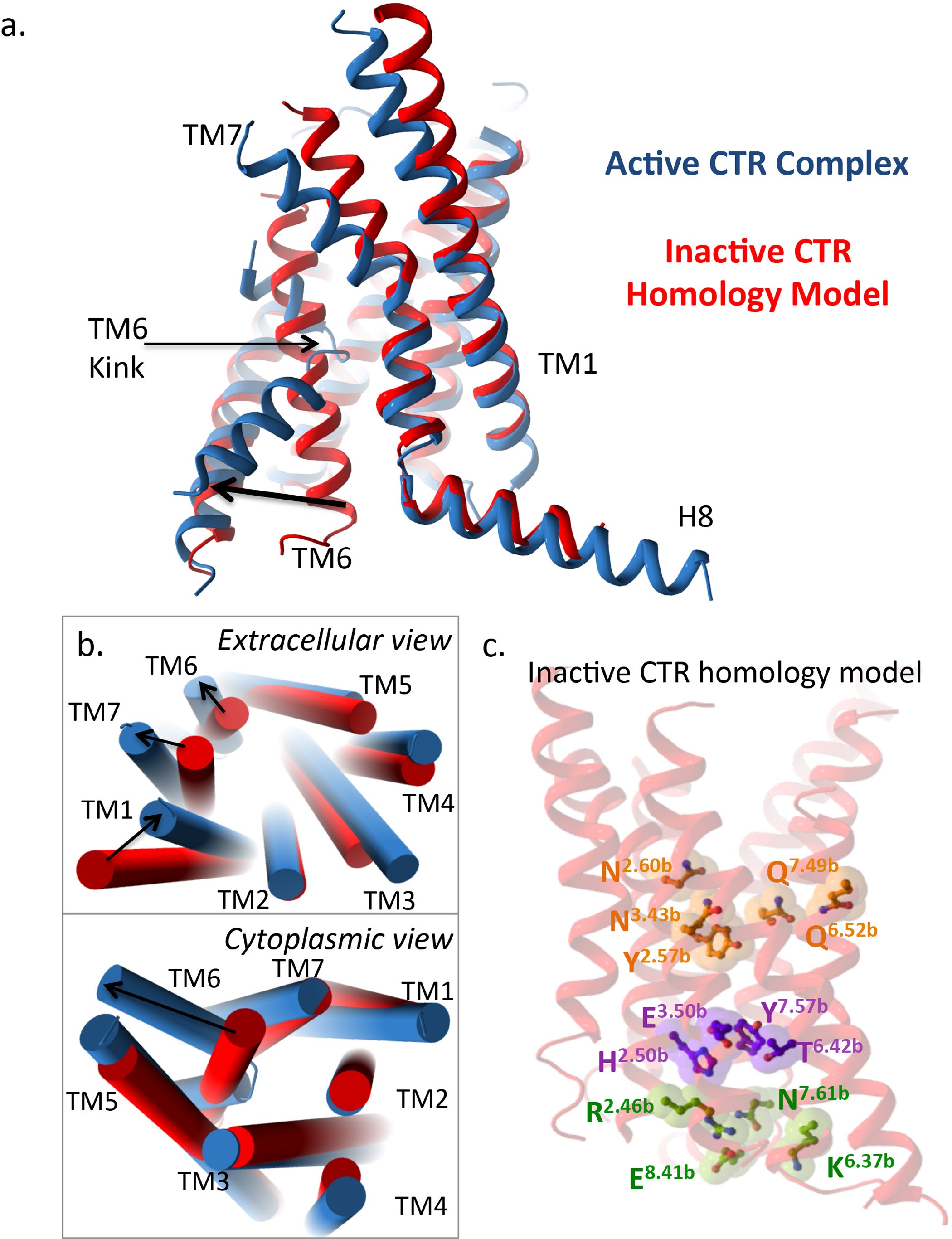 Extended Data Figure 8: Comparisons of an inactive CTR homology model and the activate CTR structure.