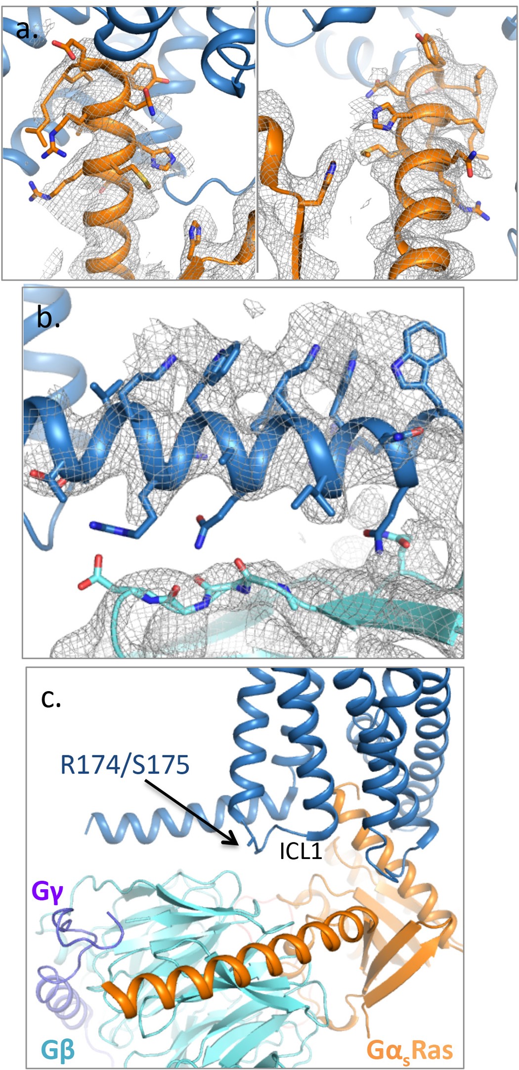 Extended Data Figure 9: CTR-Gs protein interactions.