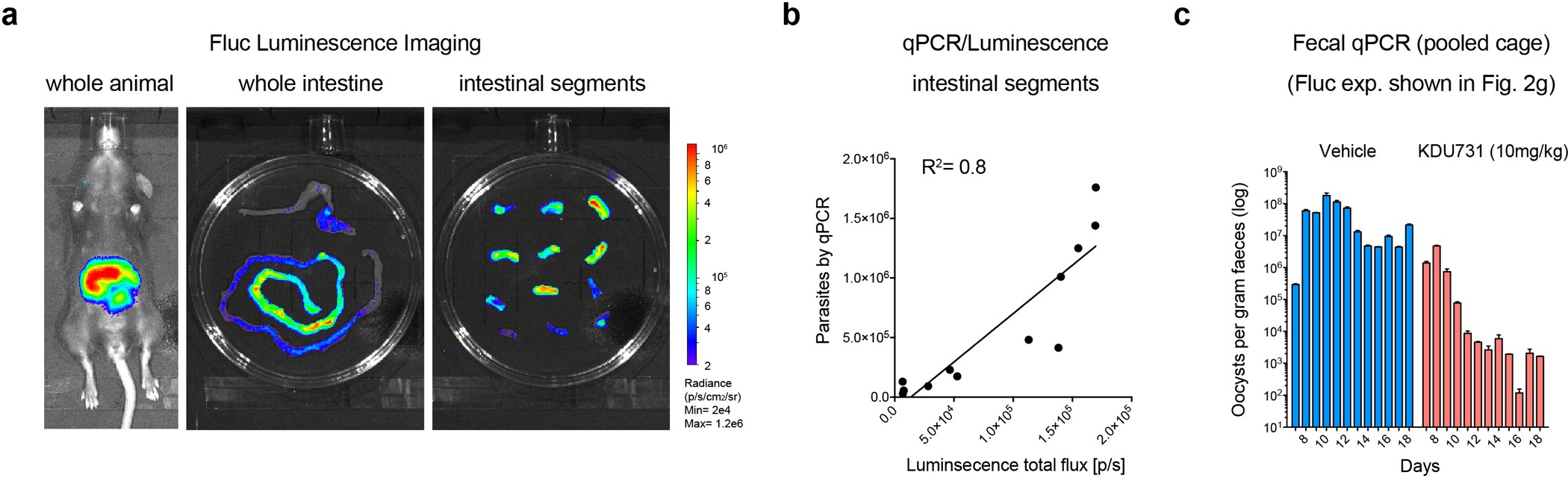 Extended Data Figure 5: Parasite intestinal load measured by qPCR correlates with faecal shedding and tissue luminescence.