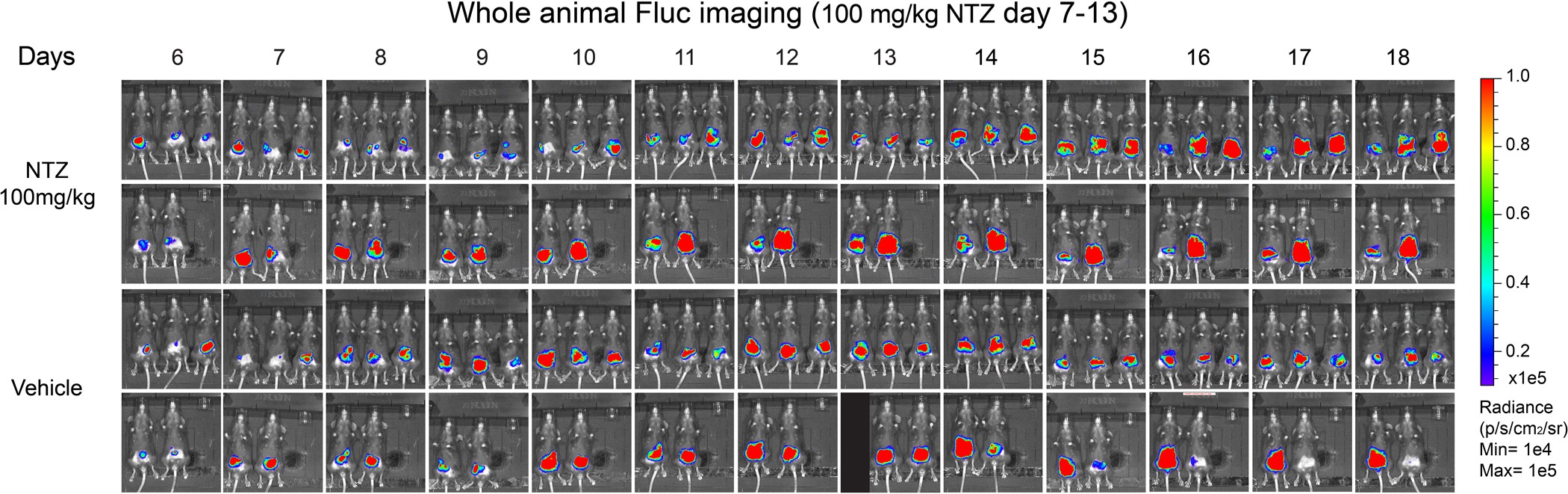 Extended Data Figure 6: Nitazoxanide does not reduce intestinal parasite load in IFN-γ knockout mice.